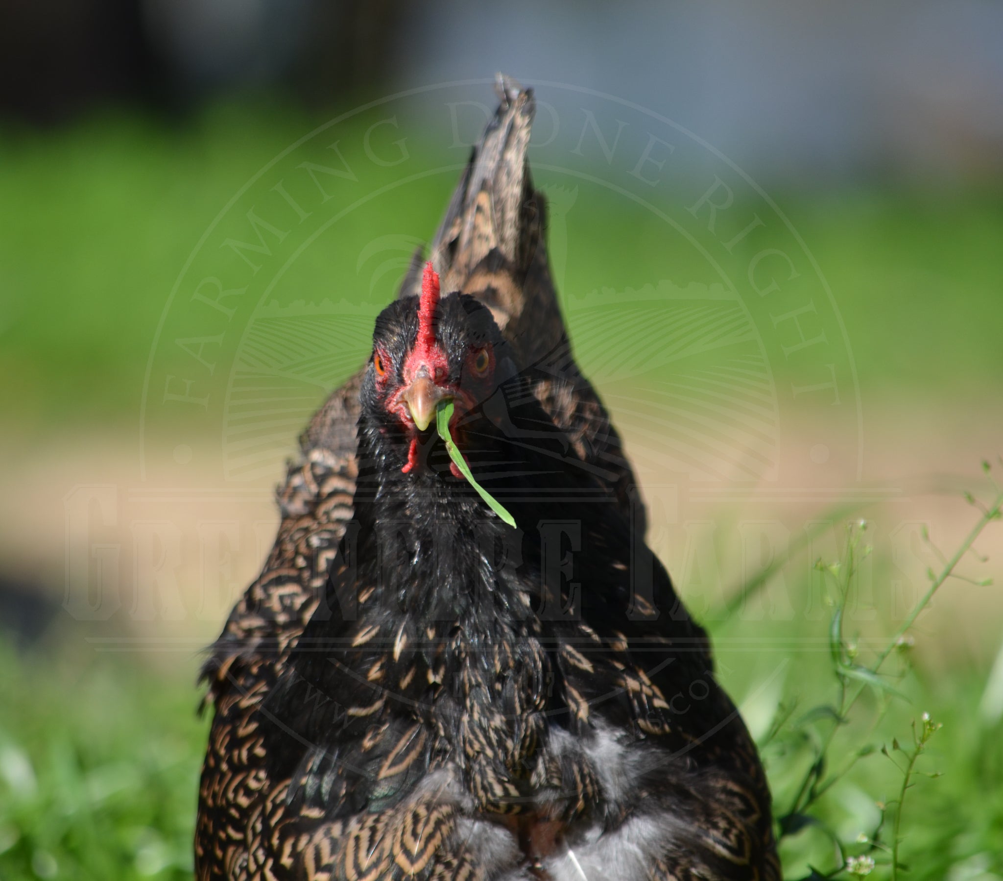 Silver Laced Barnevelder