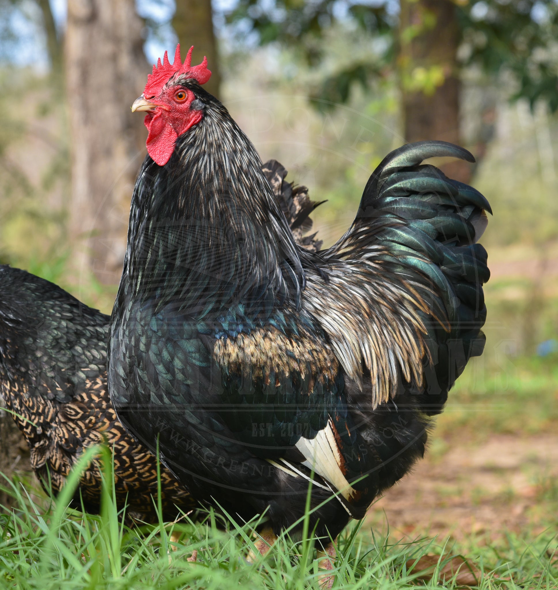 Silver Laced Barnevelder