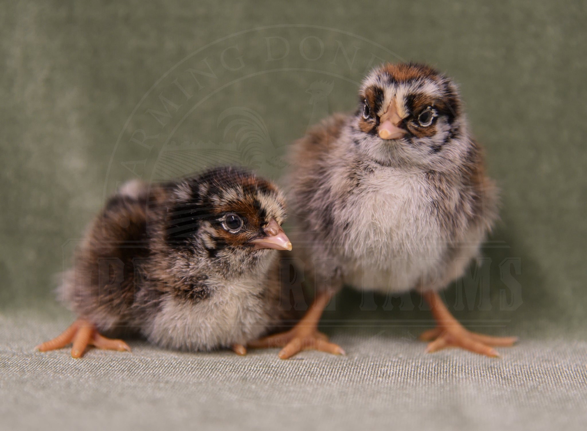 Silver Laced Barnevelder