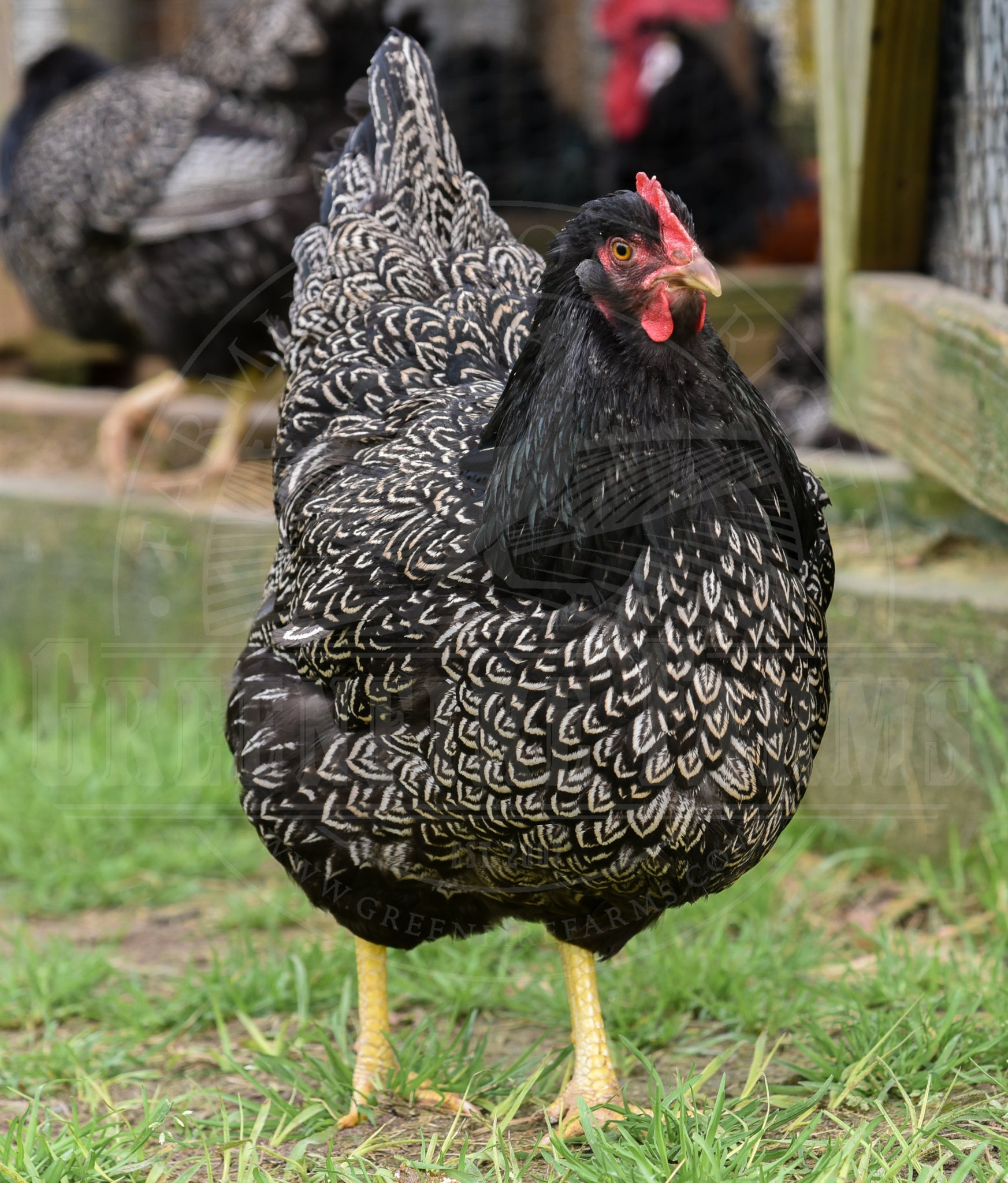Silver Laced Barnevelder