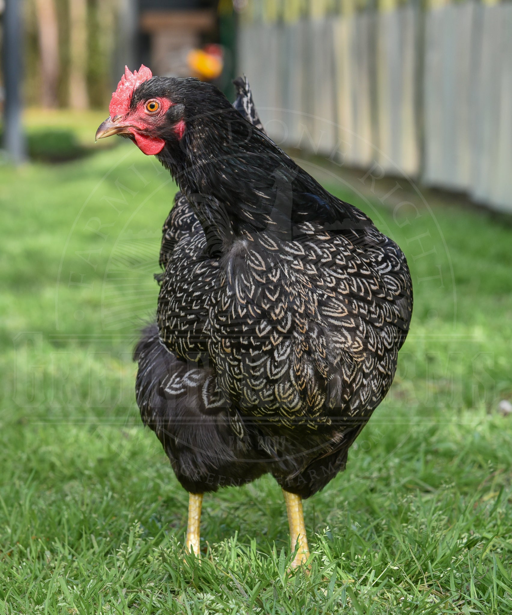 Silver Laced Barnevelder
