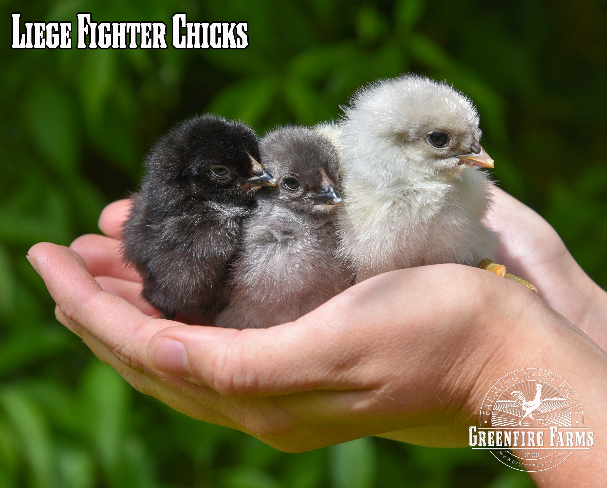 Gamefowl Assortment