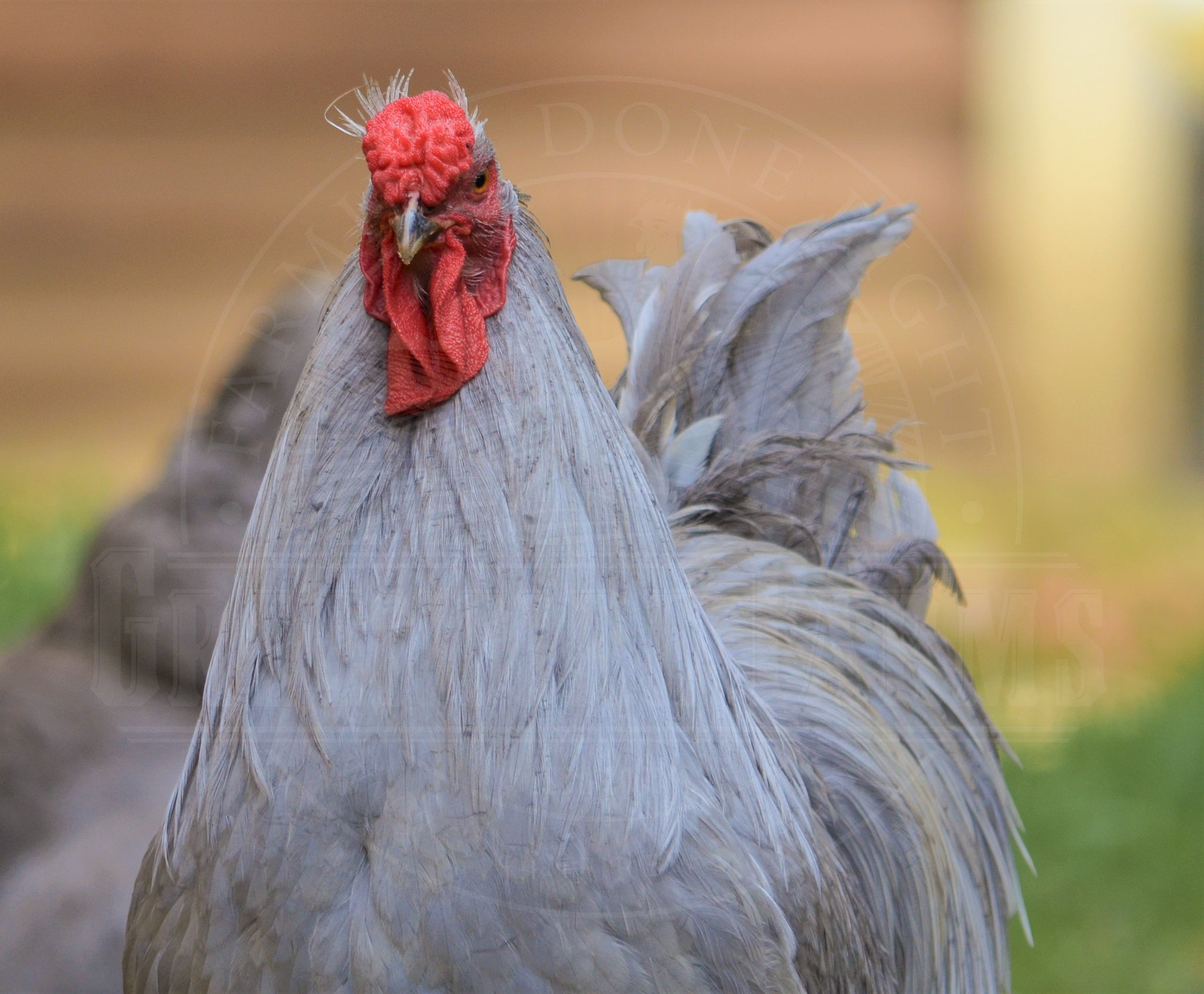 Lavender Wyandotte