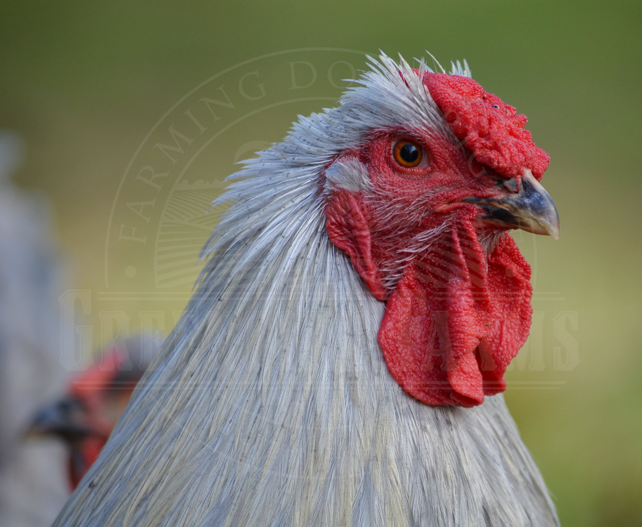 Lavender Wyandotte