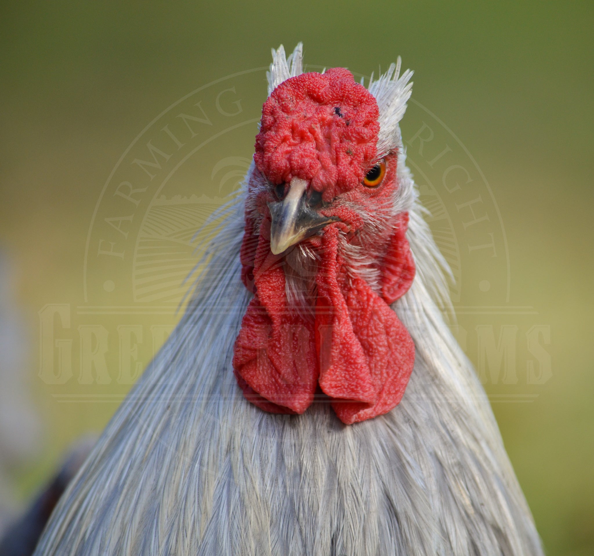 Lavender Wyandotte