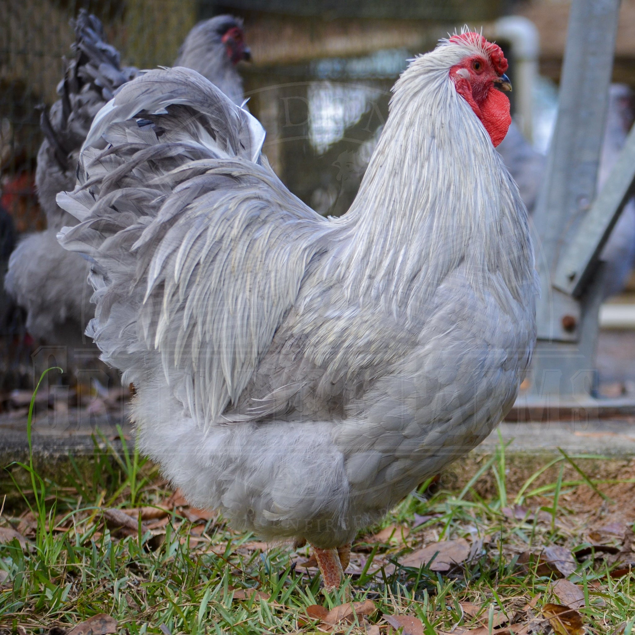 Lavender Wyandotte