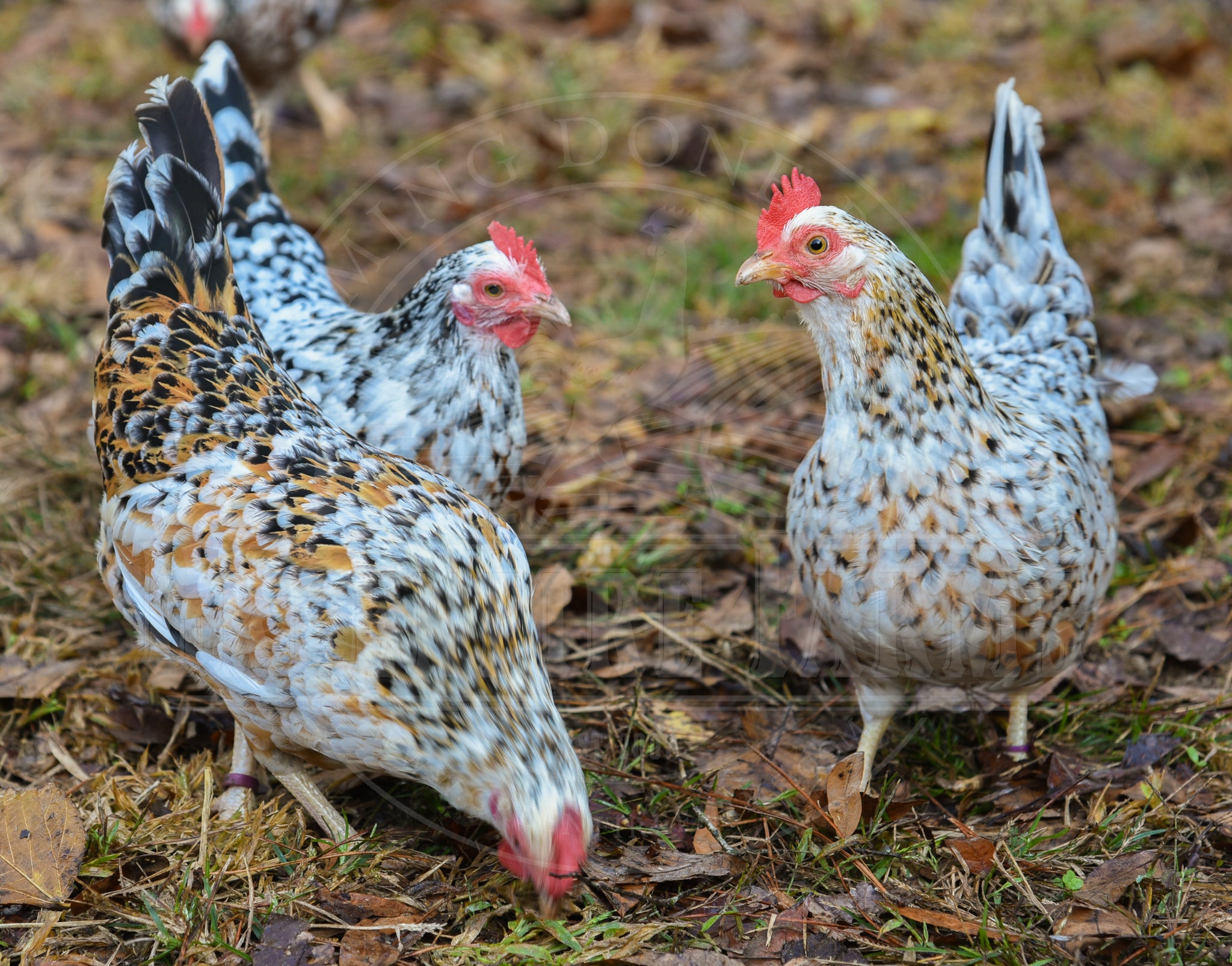 Bantam Assortment