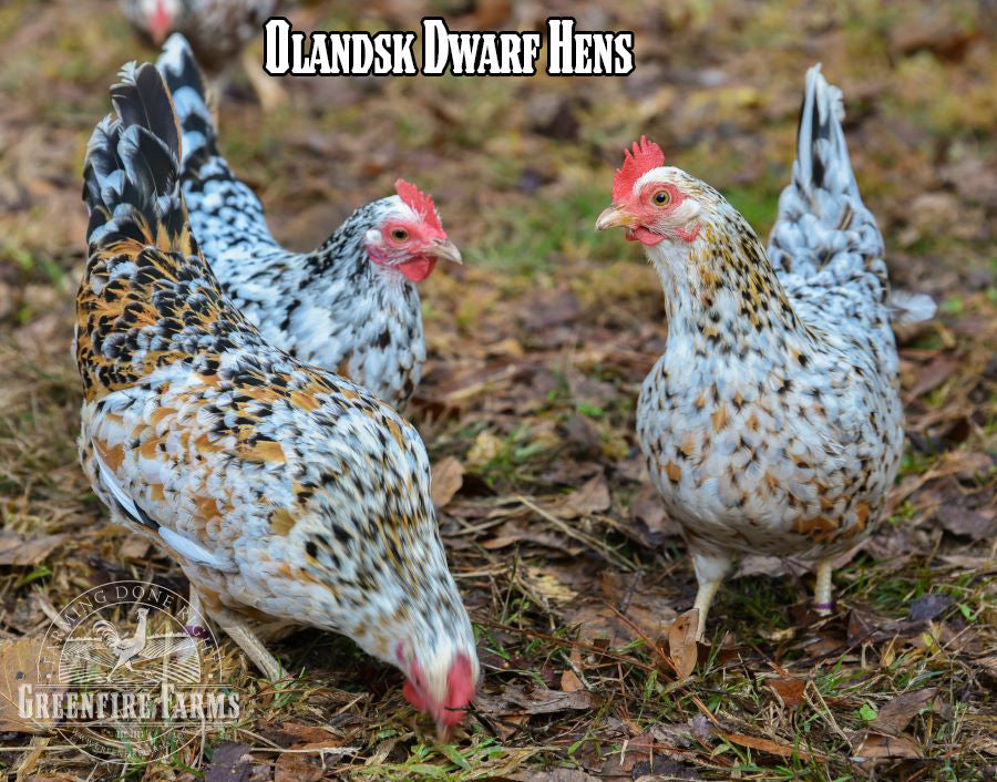 Landrace Assortment