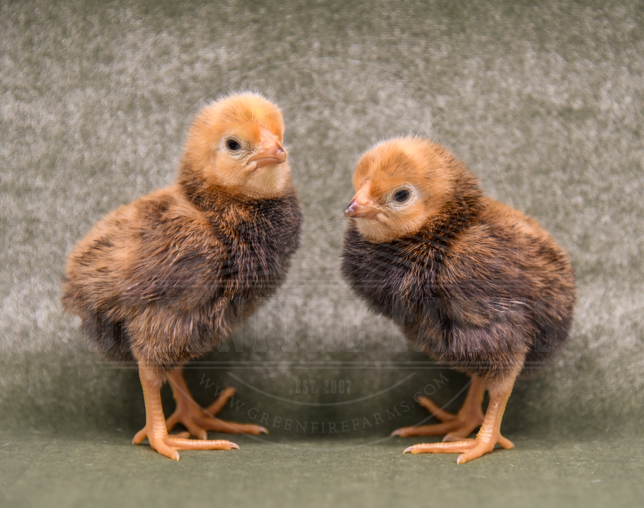 Old English Pheasant Fowl