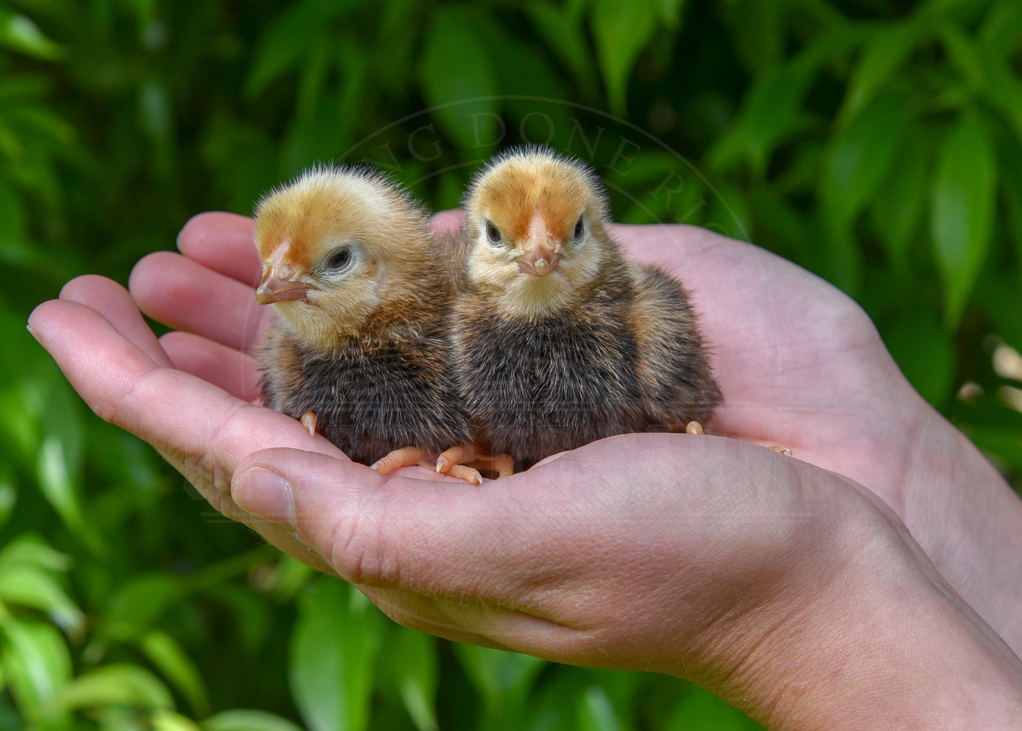 Old English Pheasant Fowl