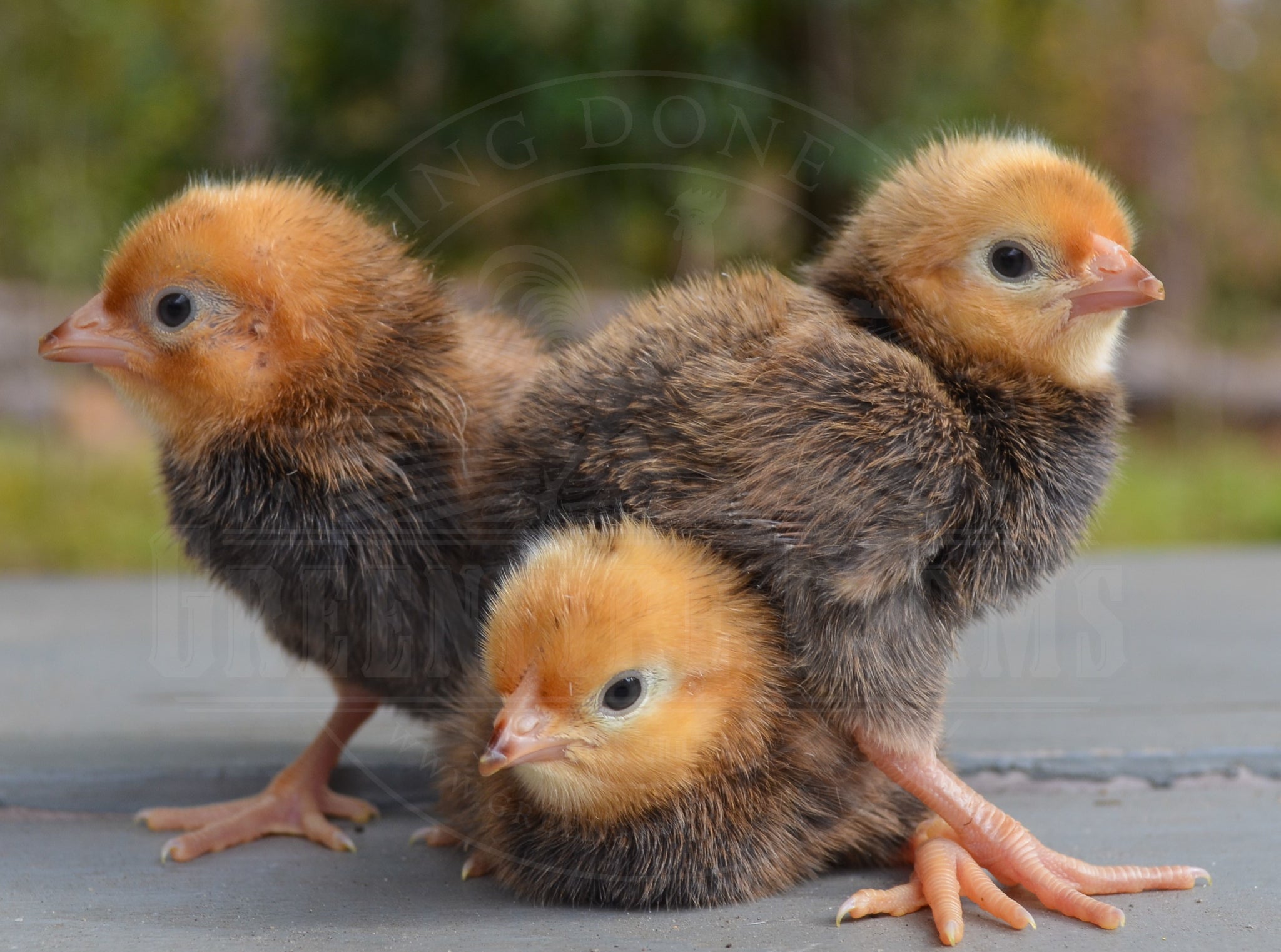 Old English Pheasant Fowl
