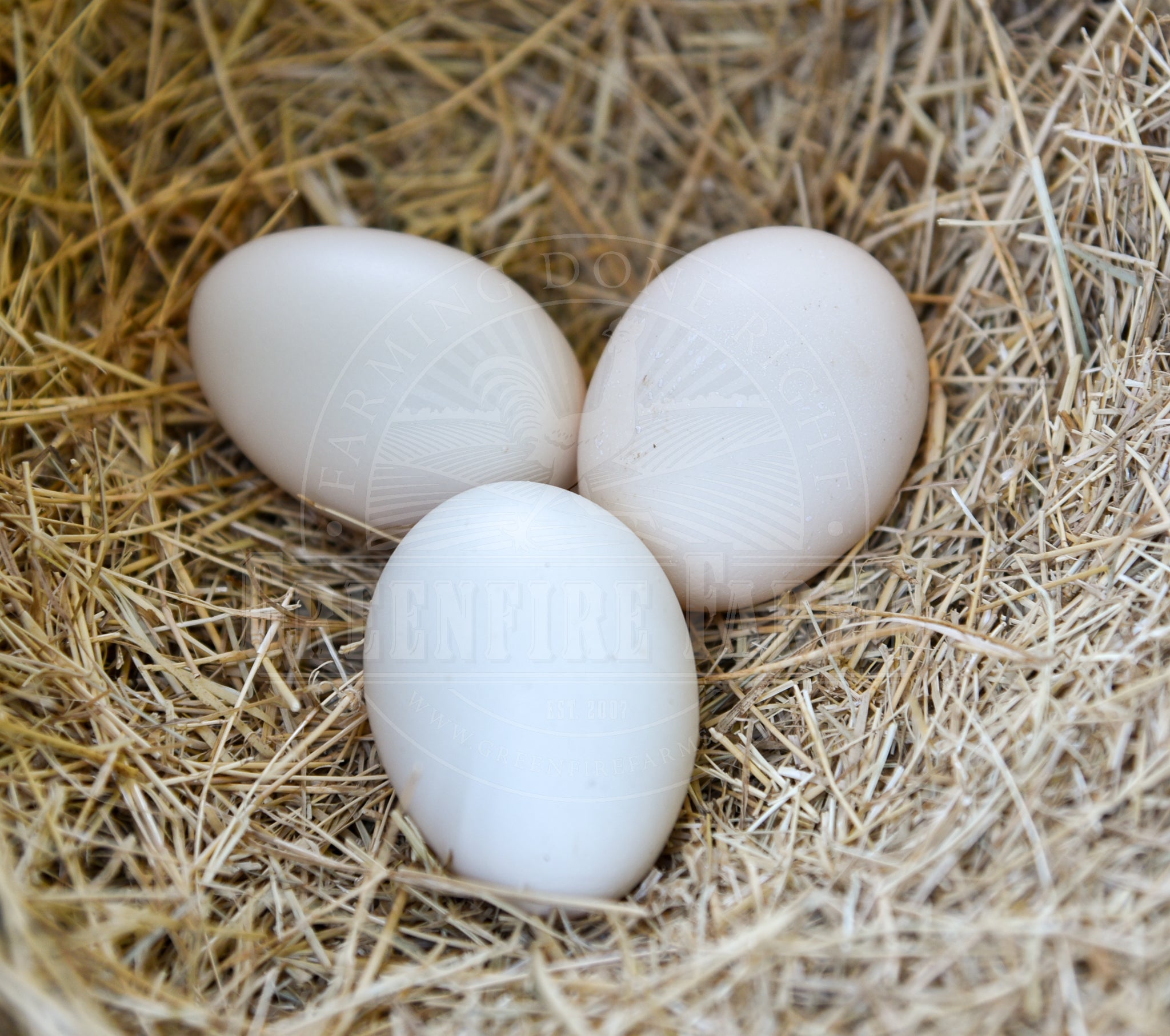 Old English Pheasant Fowl