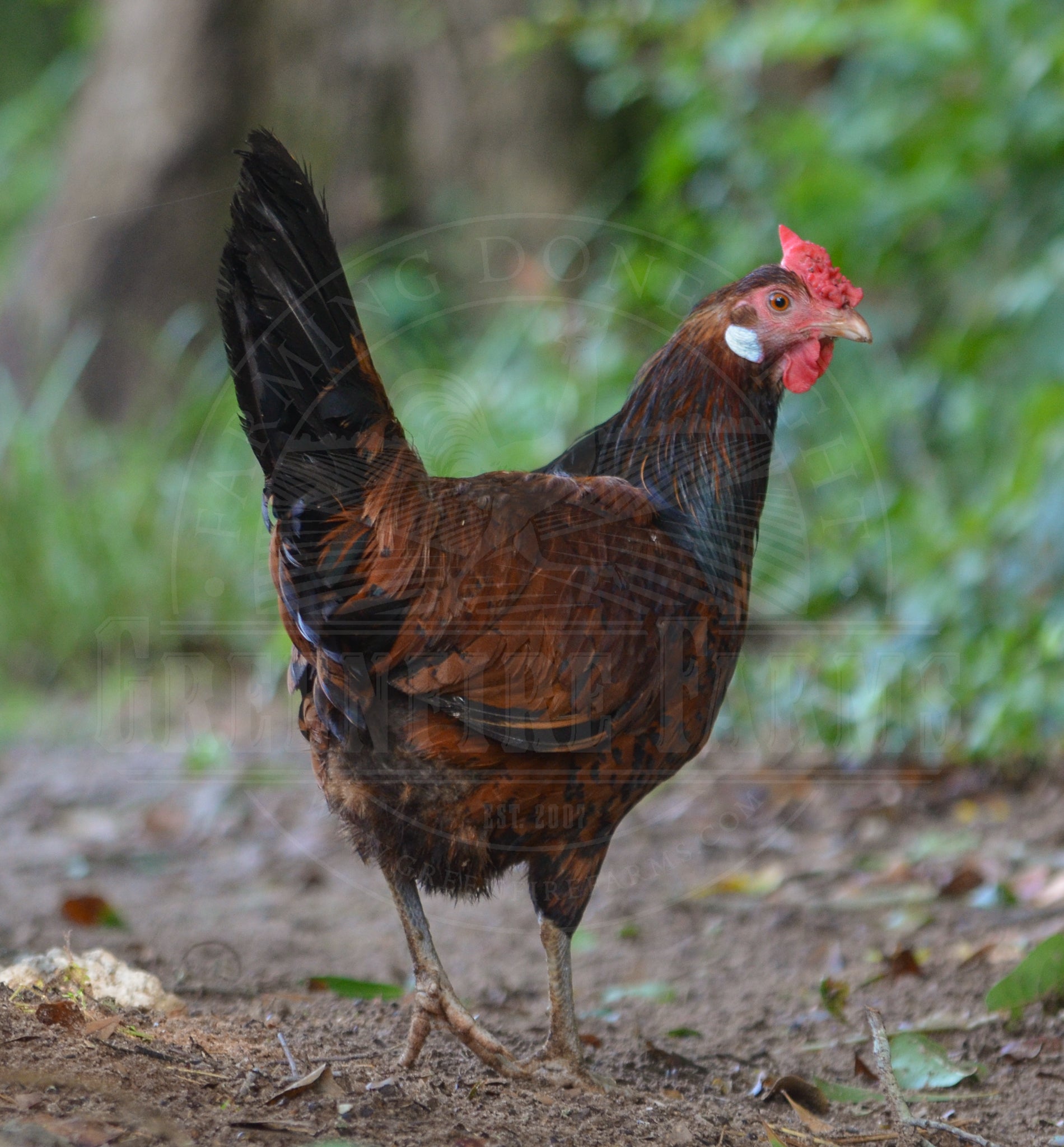 Old English Pheasant Fowl