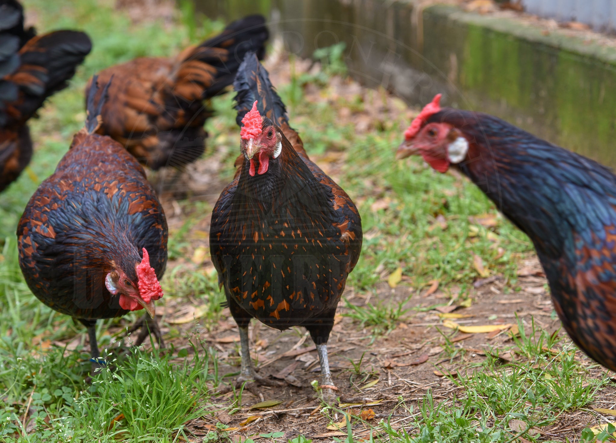 Old English Pheasant Fowl