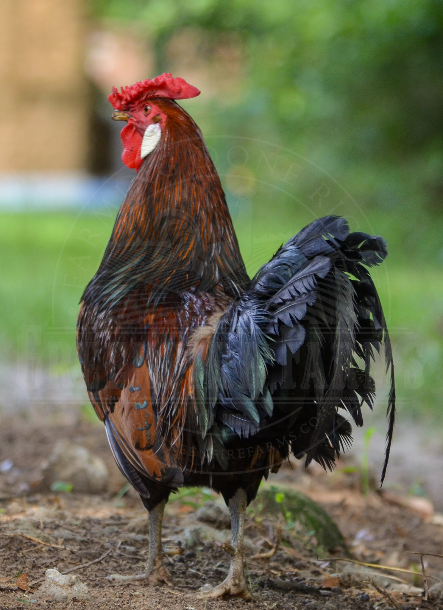 Old English Pheasant Fowl