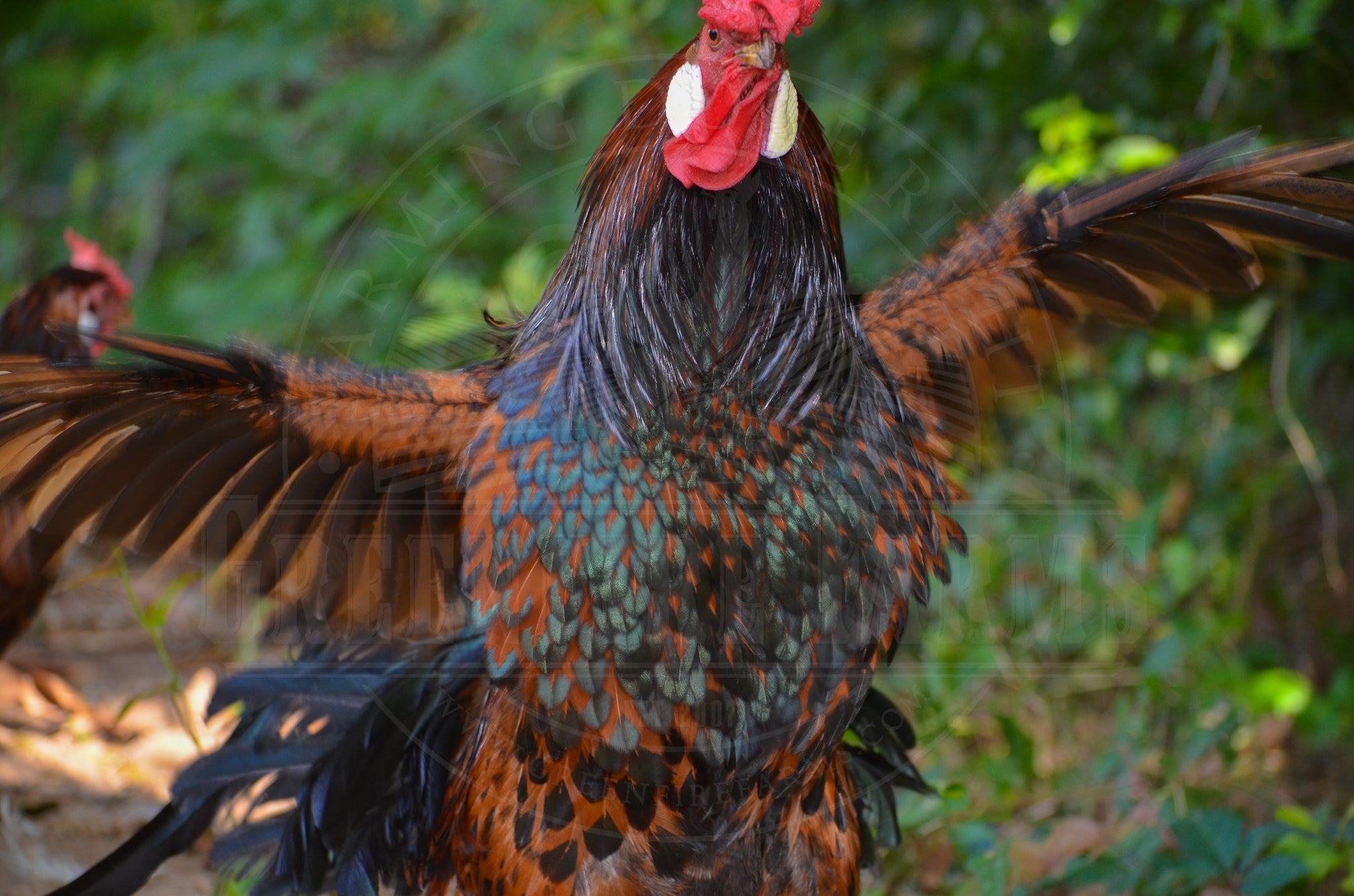 Old English Pheasant Fowl