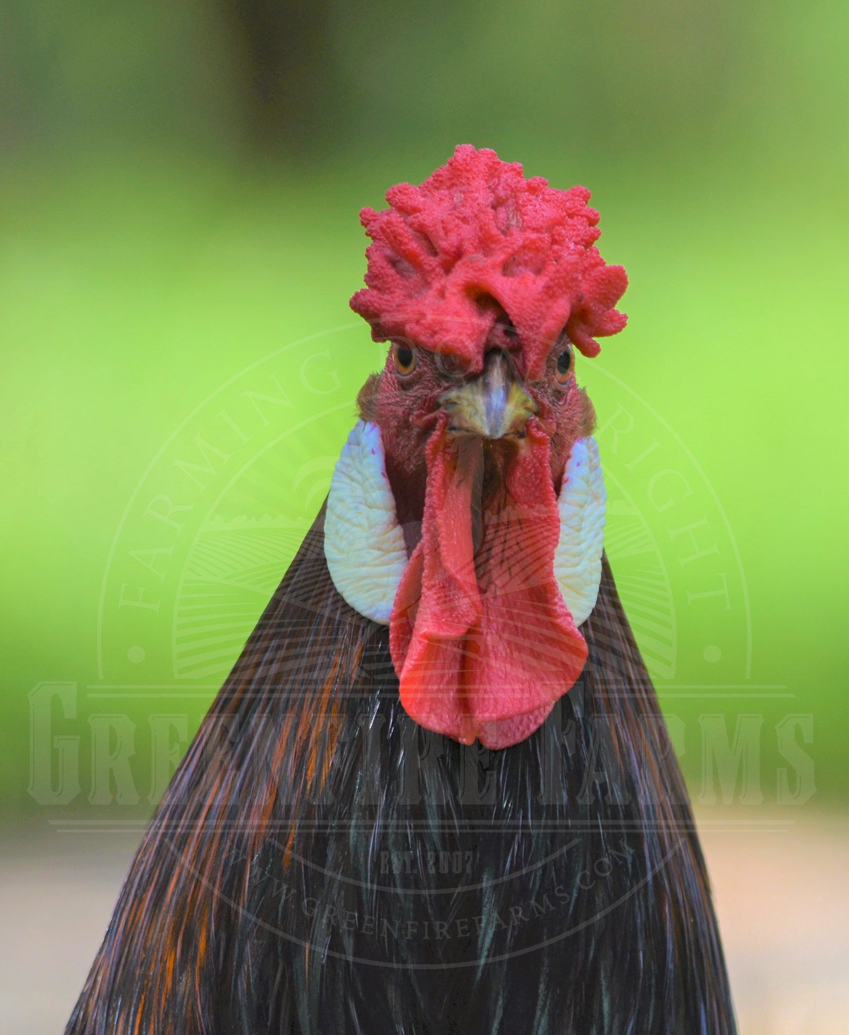 Old English Pheasant Fowl