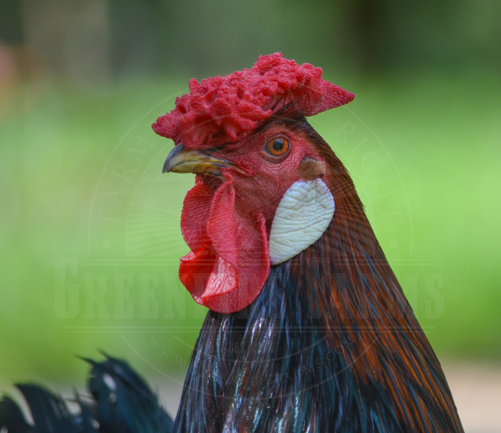Old English Pheasant Fowl