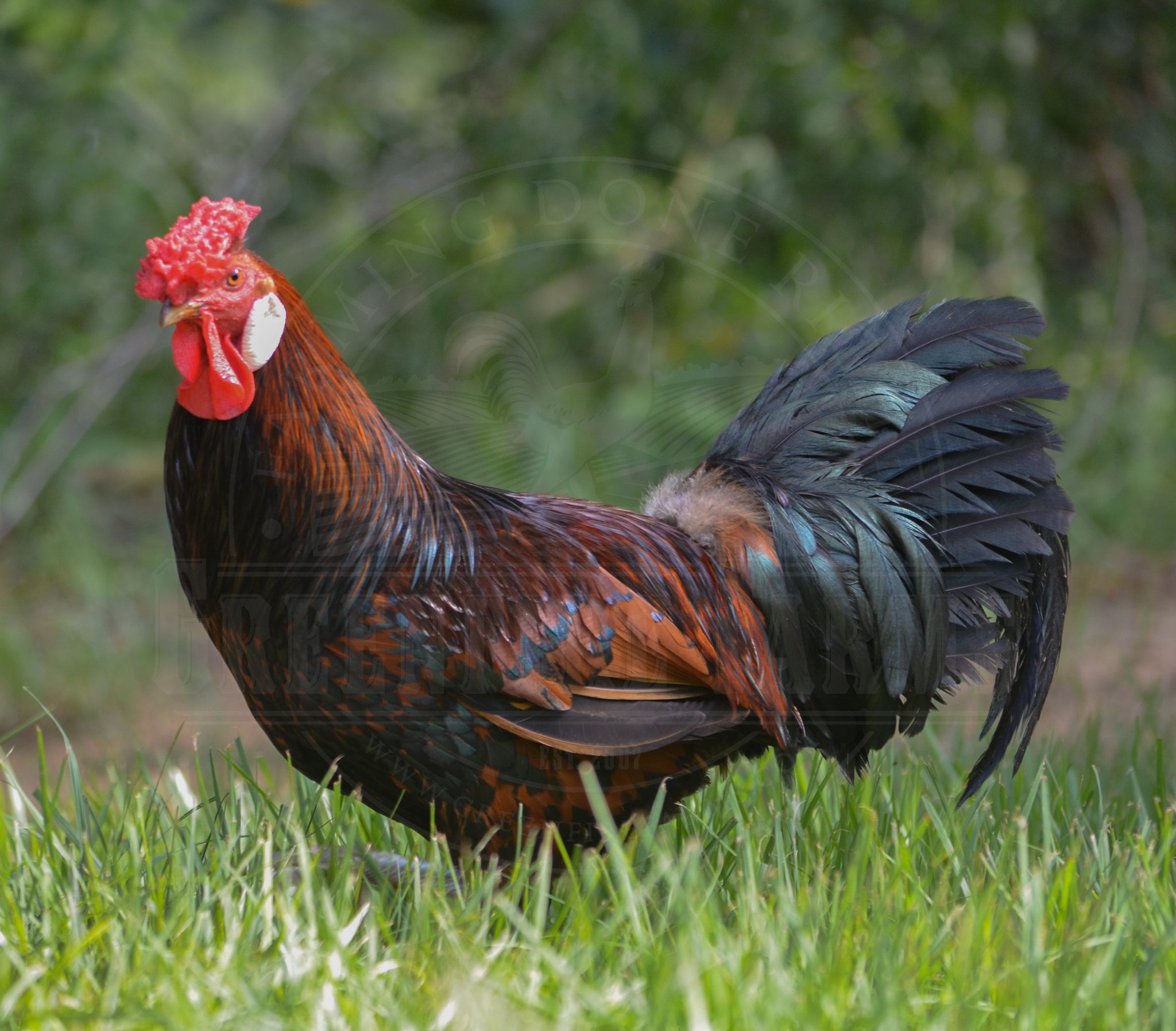 Old English Pheasant Fowl