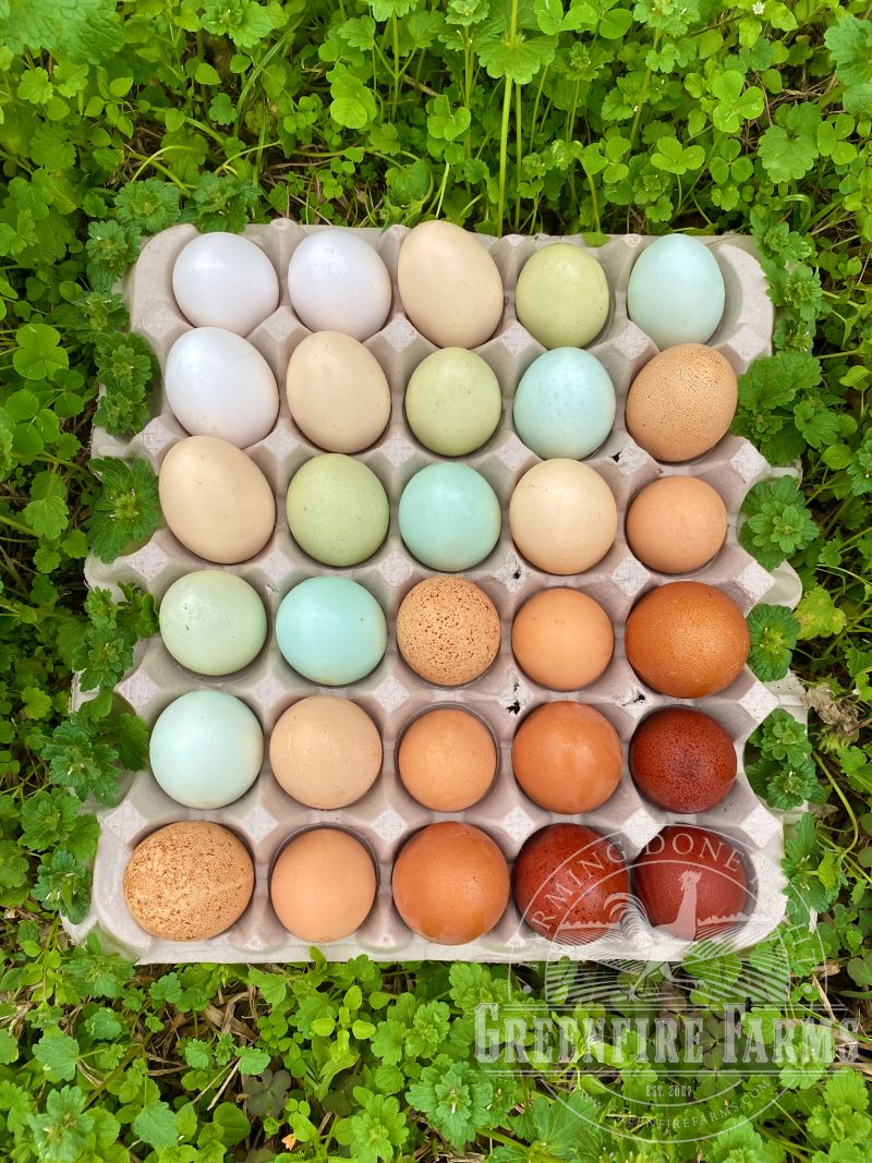 Rainbow Egg Layer Assortment
