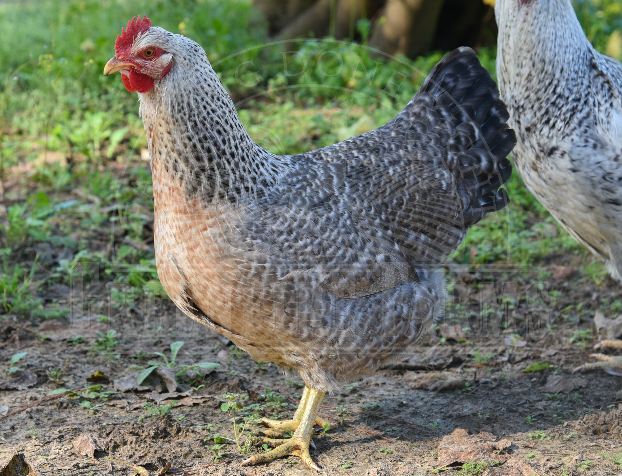 Auto-Sexing Chickens