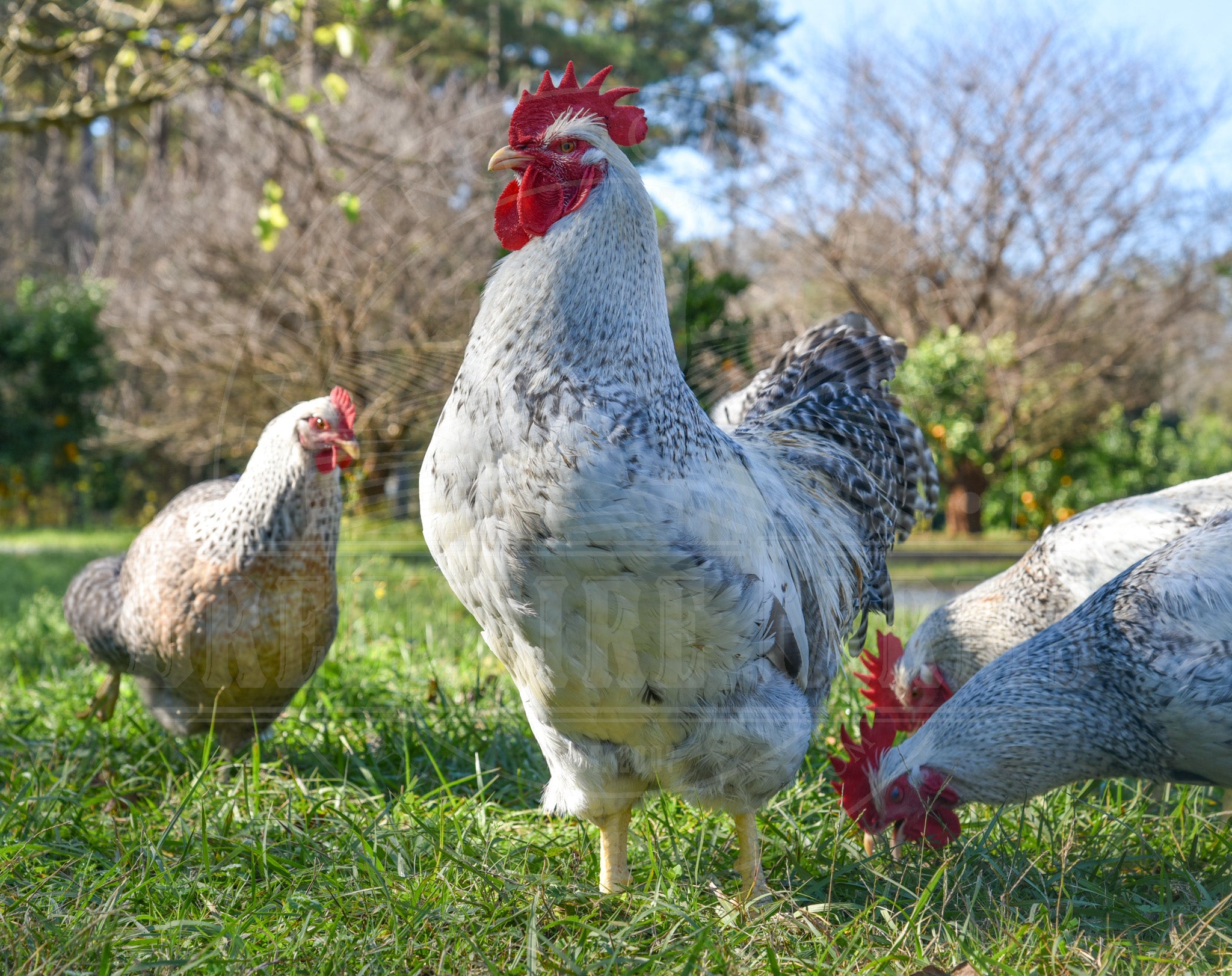 Auto-Sexing Chickens