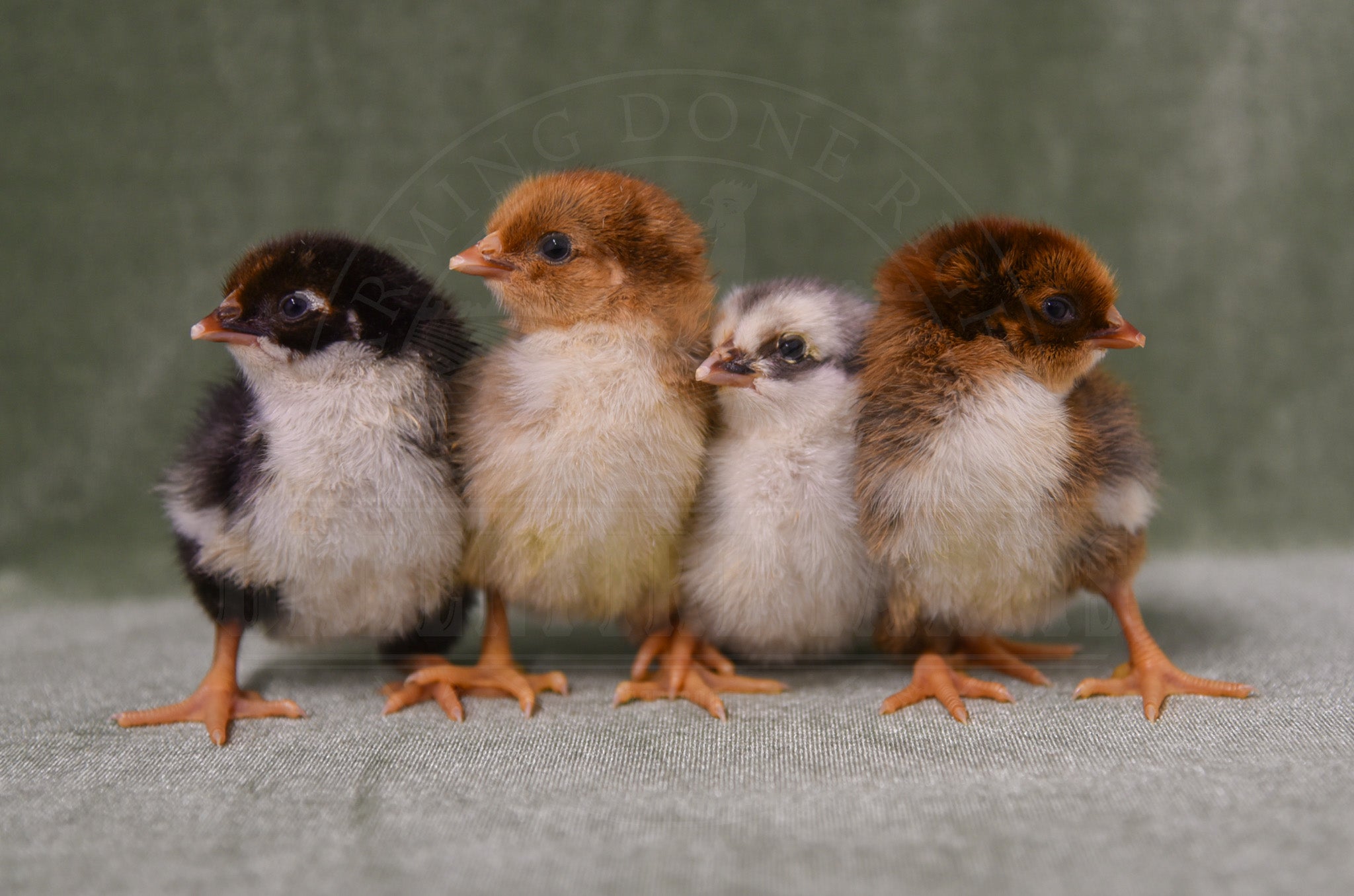 Swedish Flower Hen