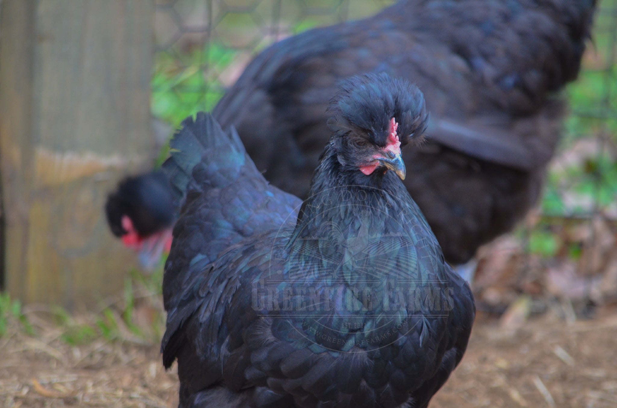 Shetland Hen