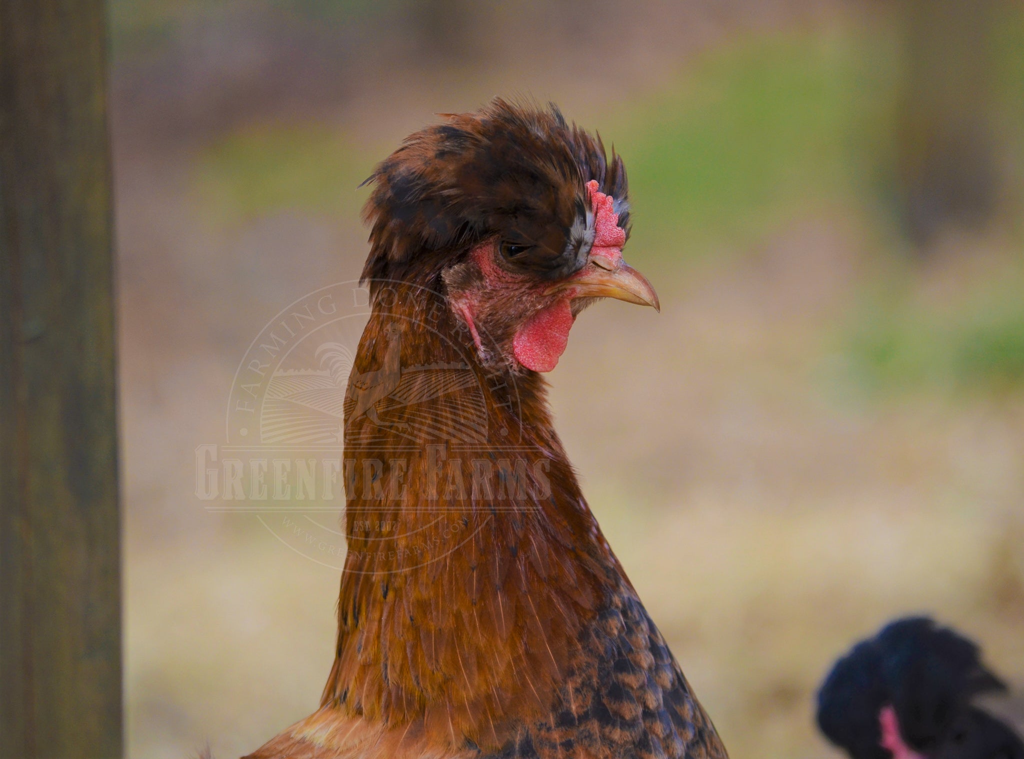 Shetland Hen