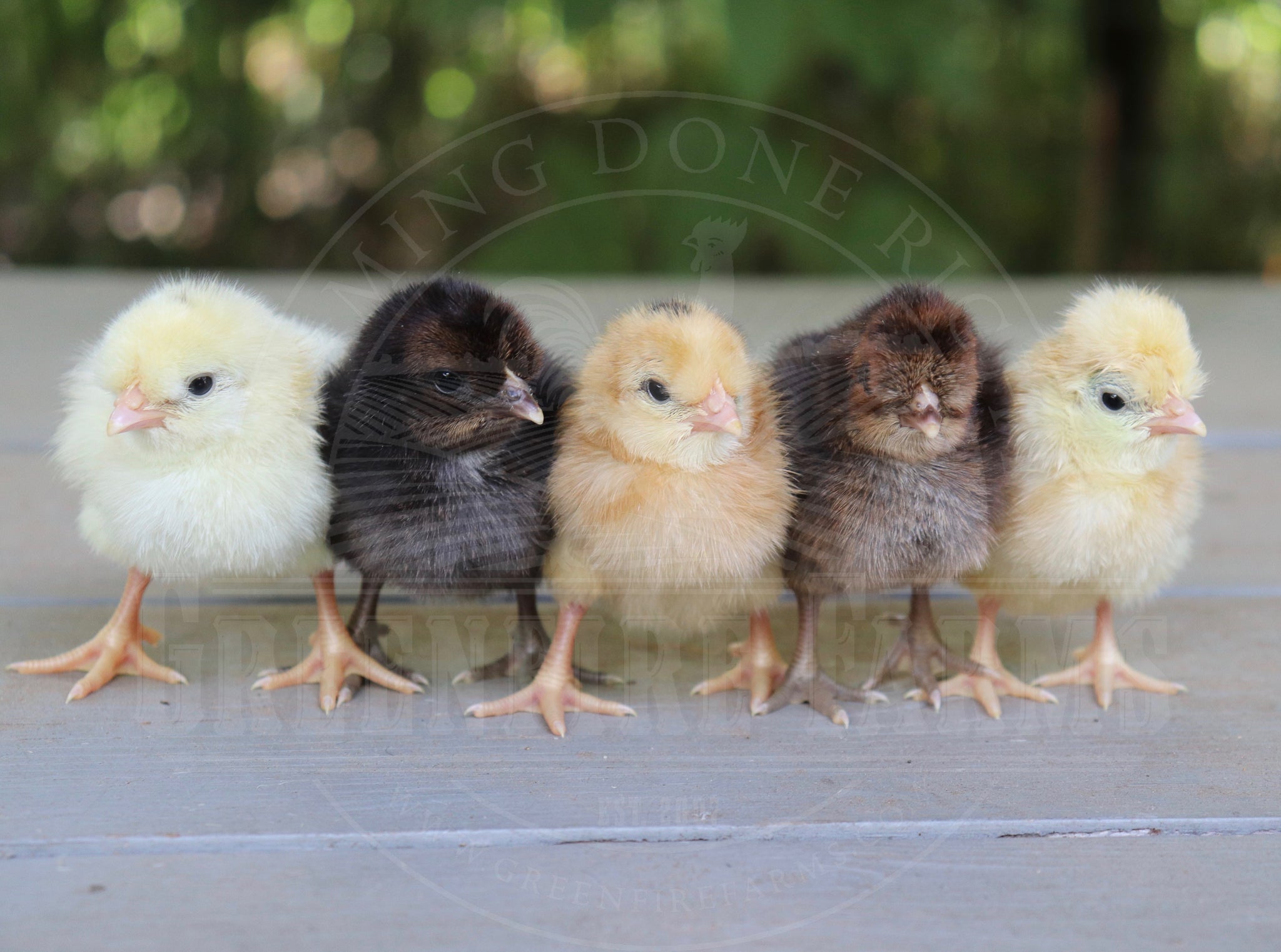 Shetland Hen