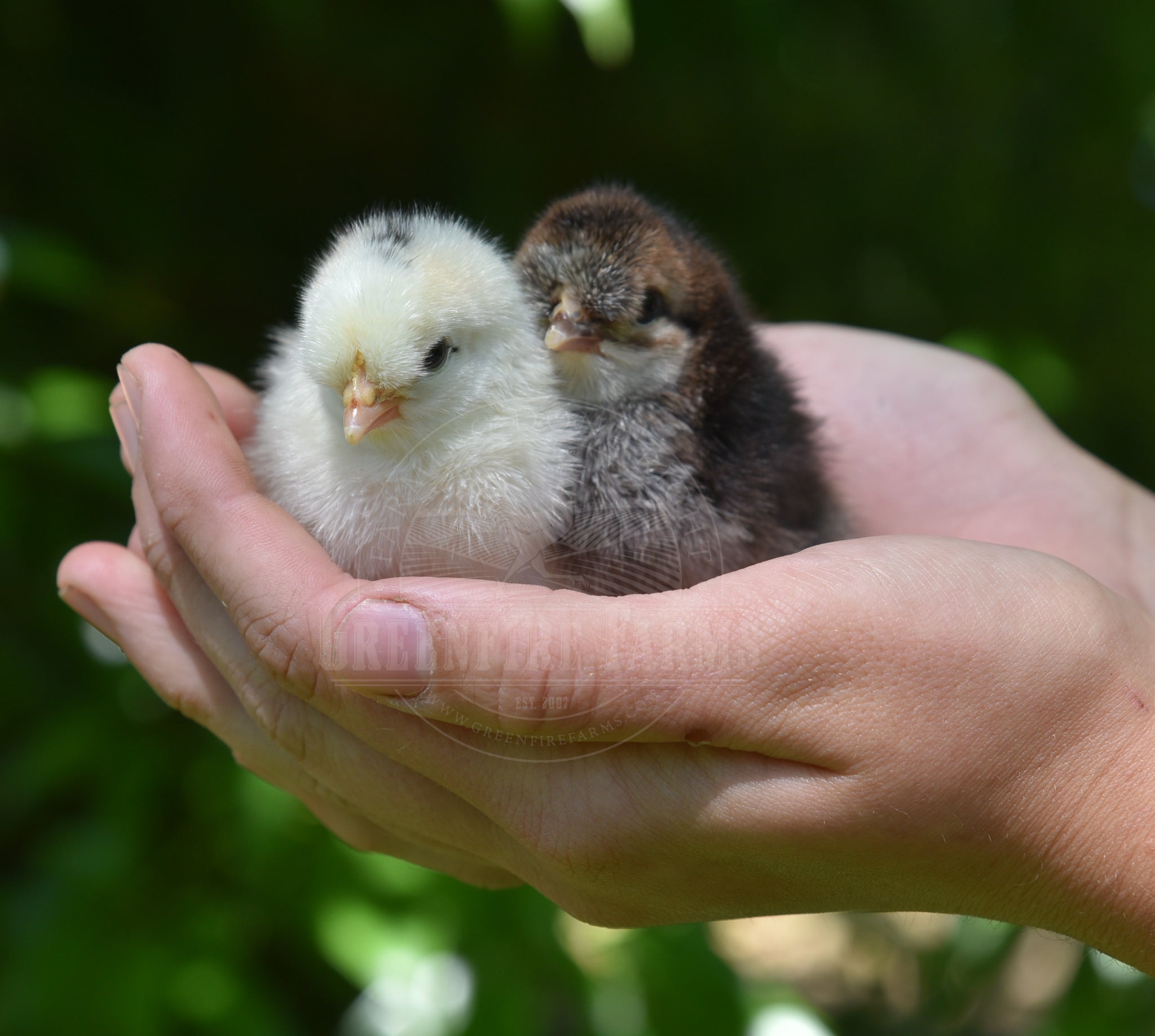 Shetland Hen