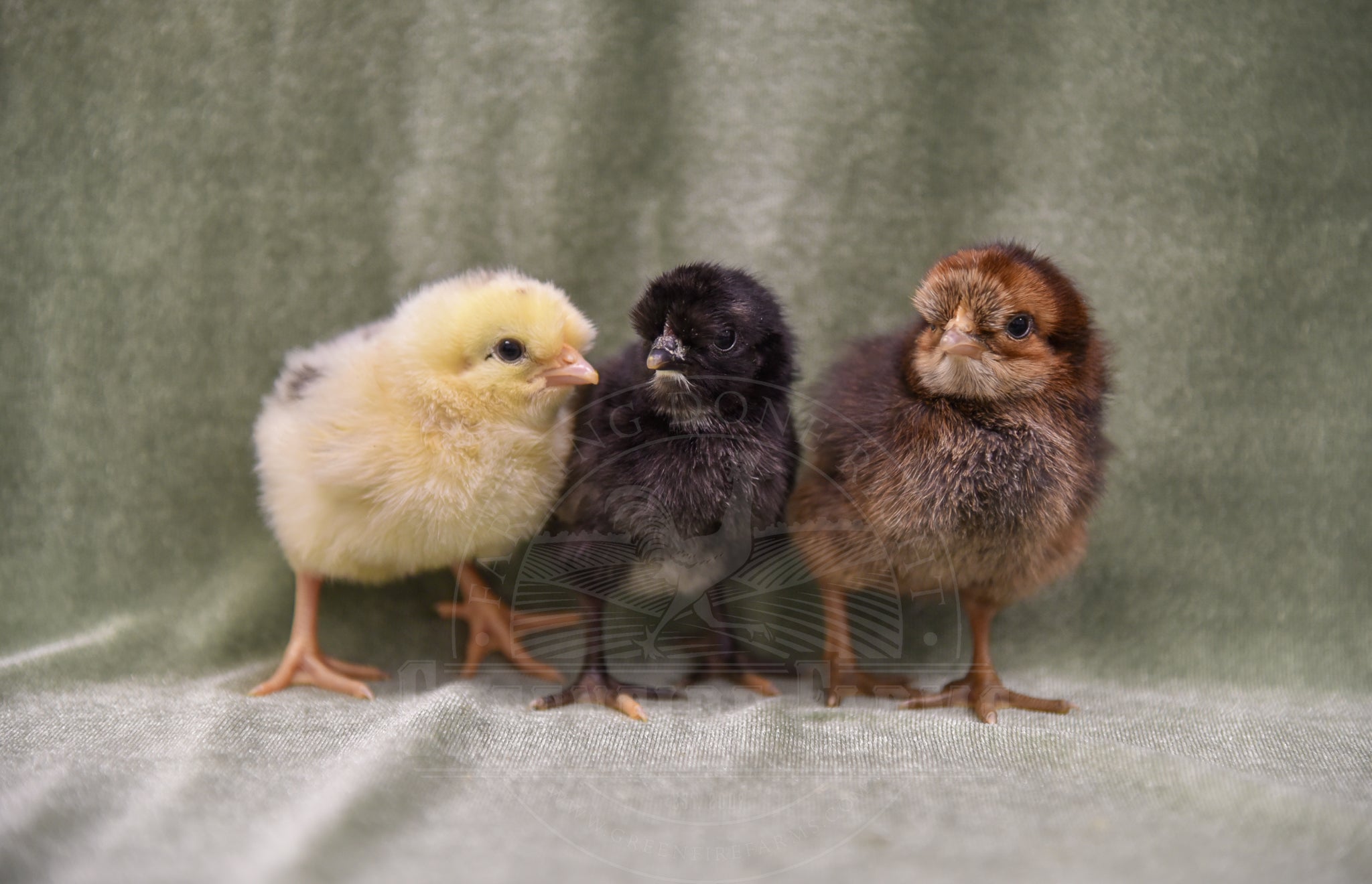 Shetland Hen
