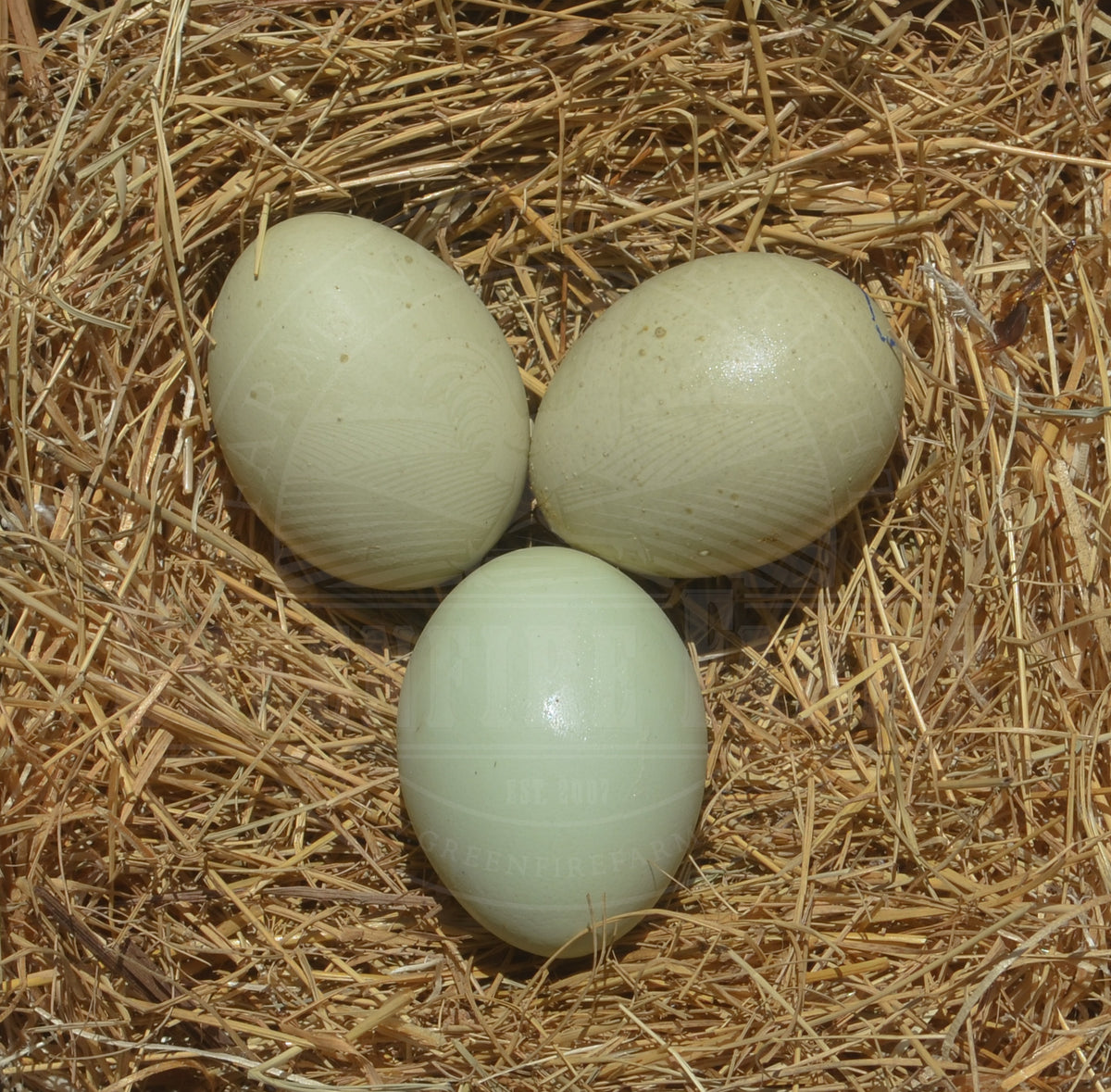 Shetland Hen