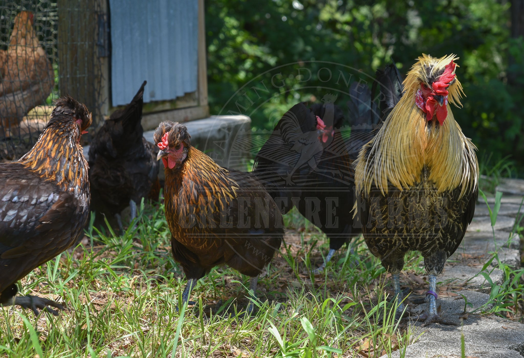 Shetland Hen