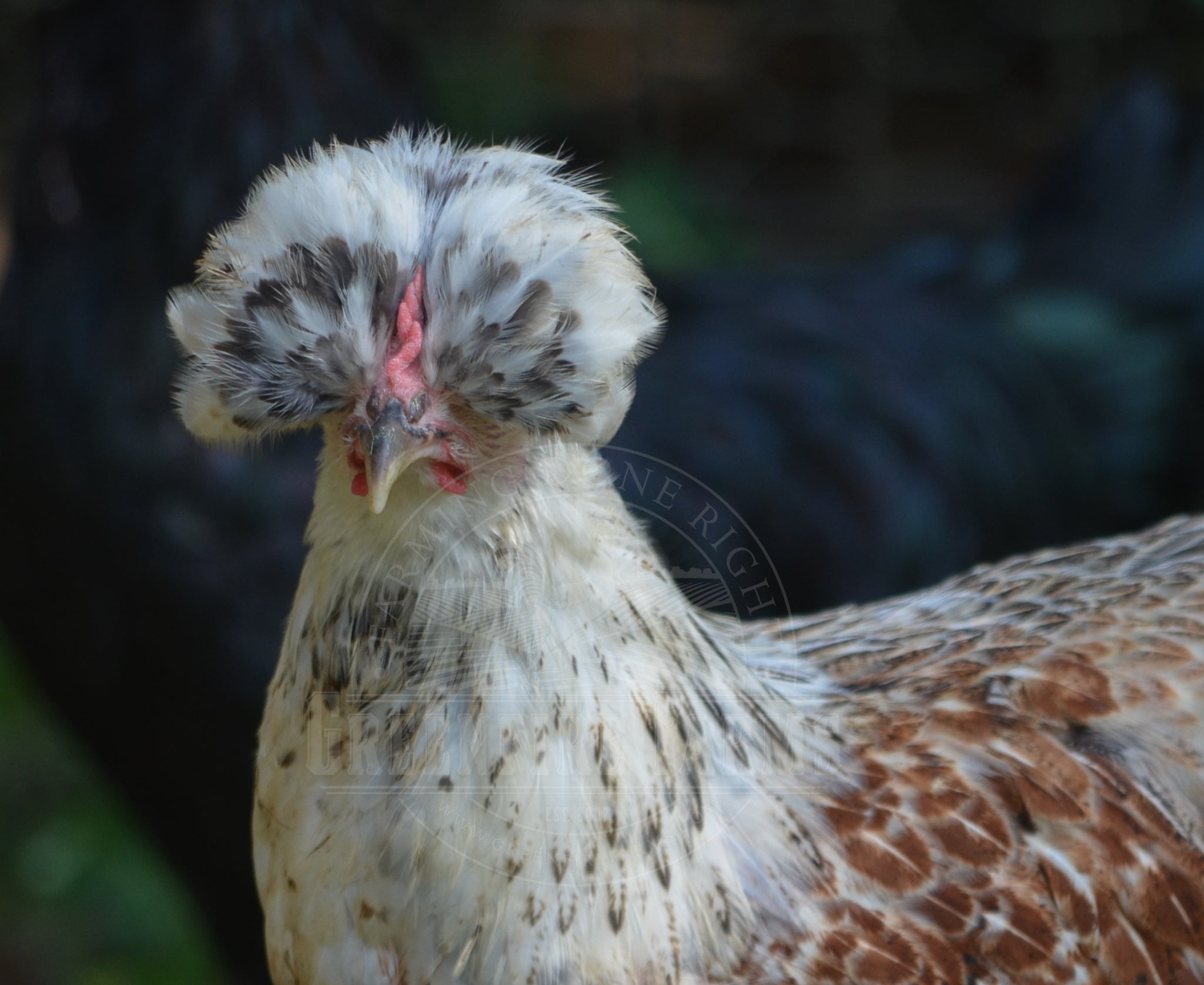 Shetland Hen