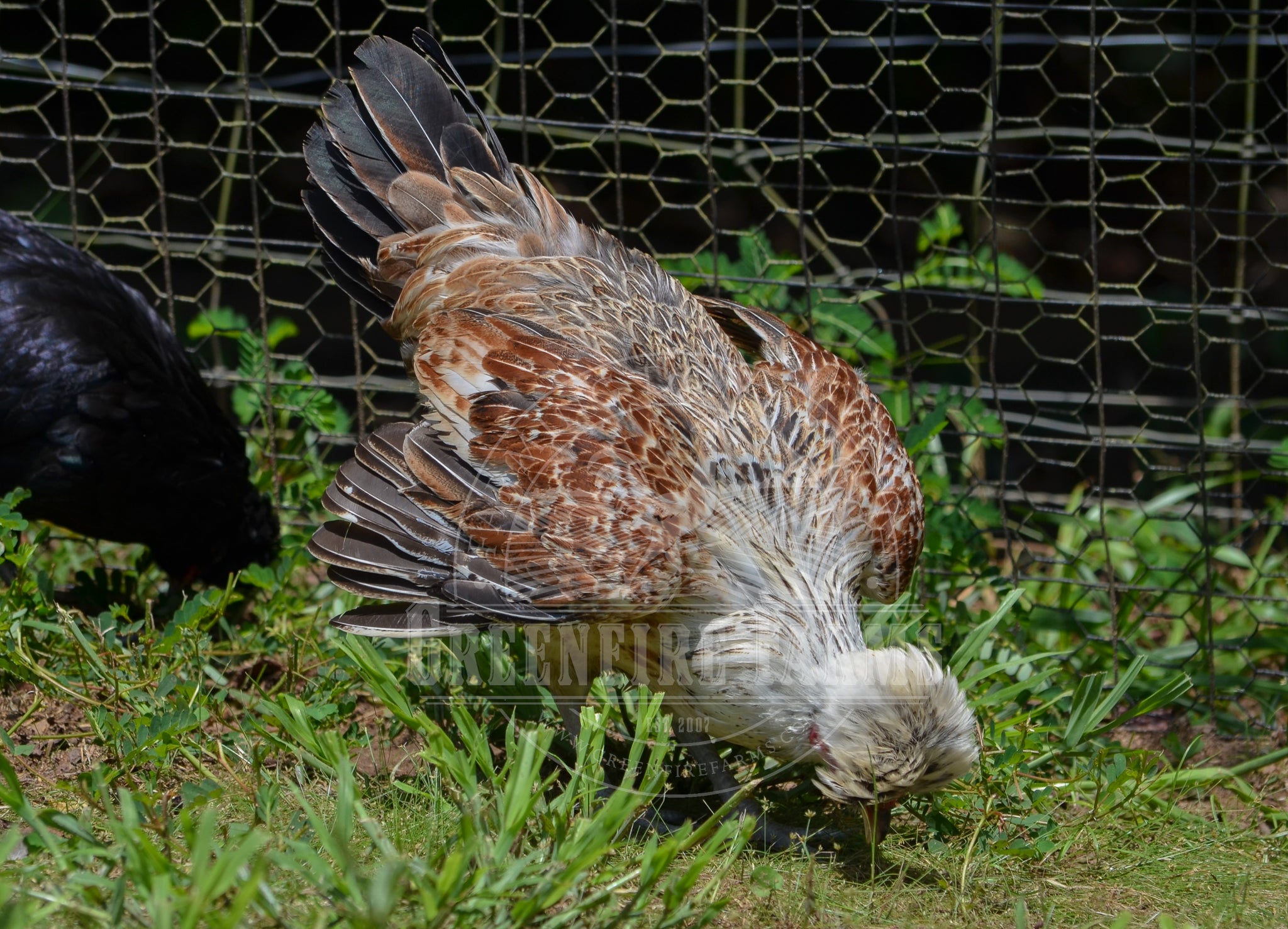 Shetland Hen