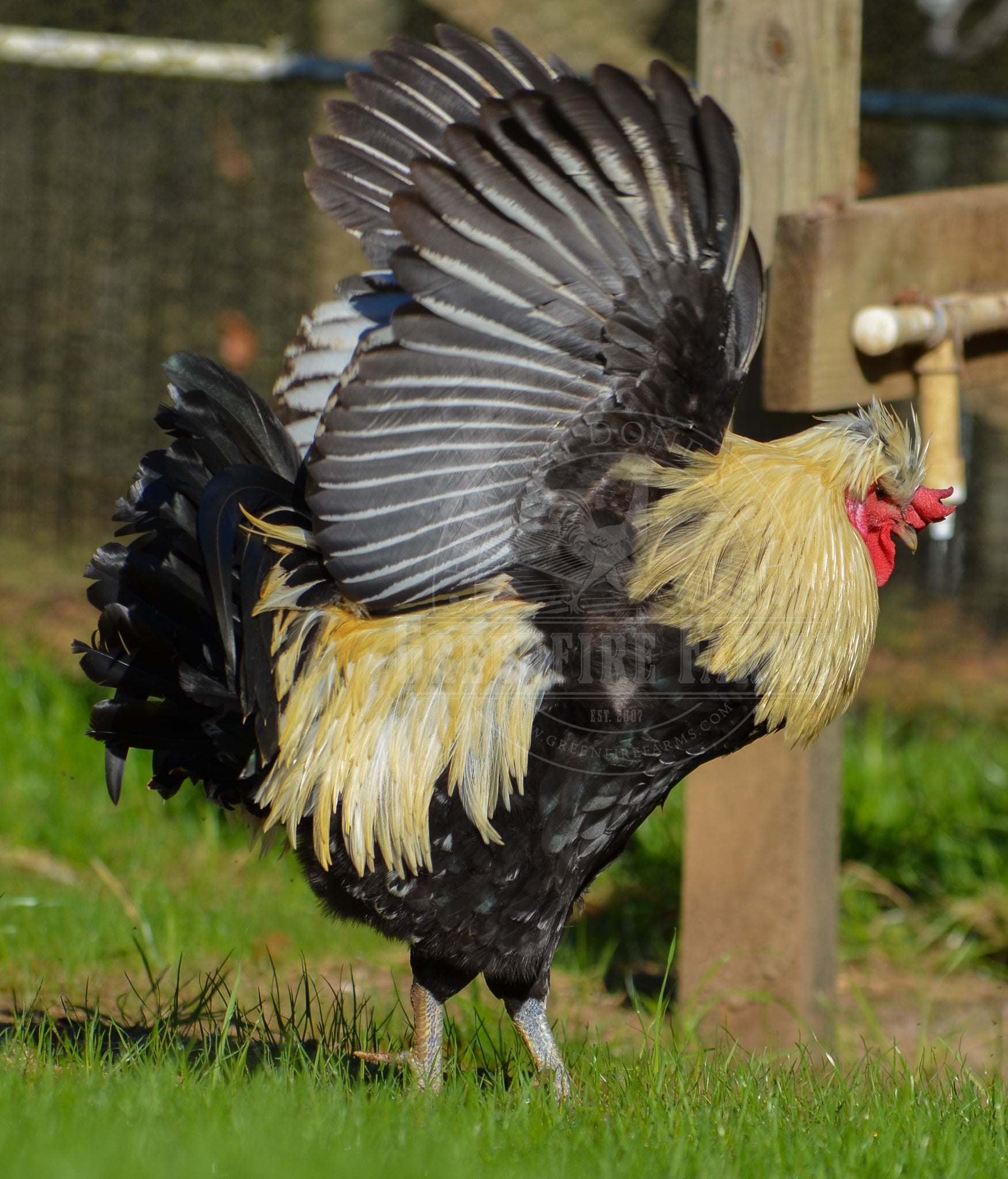 Shetland Hen