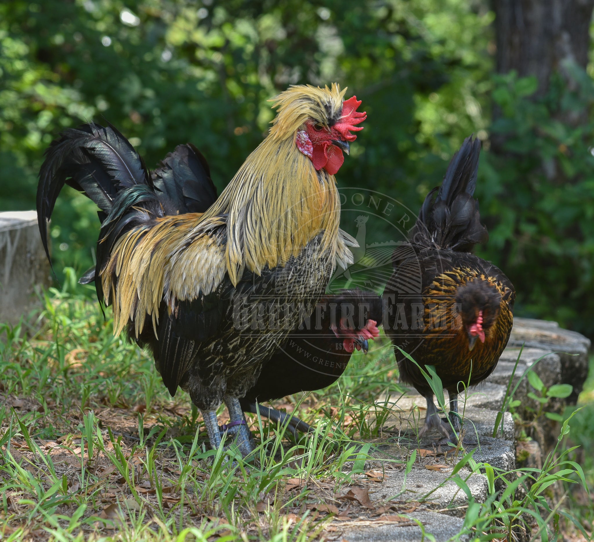 Shetland Hen