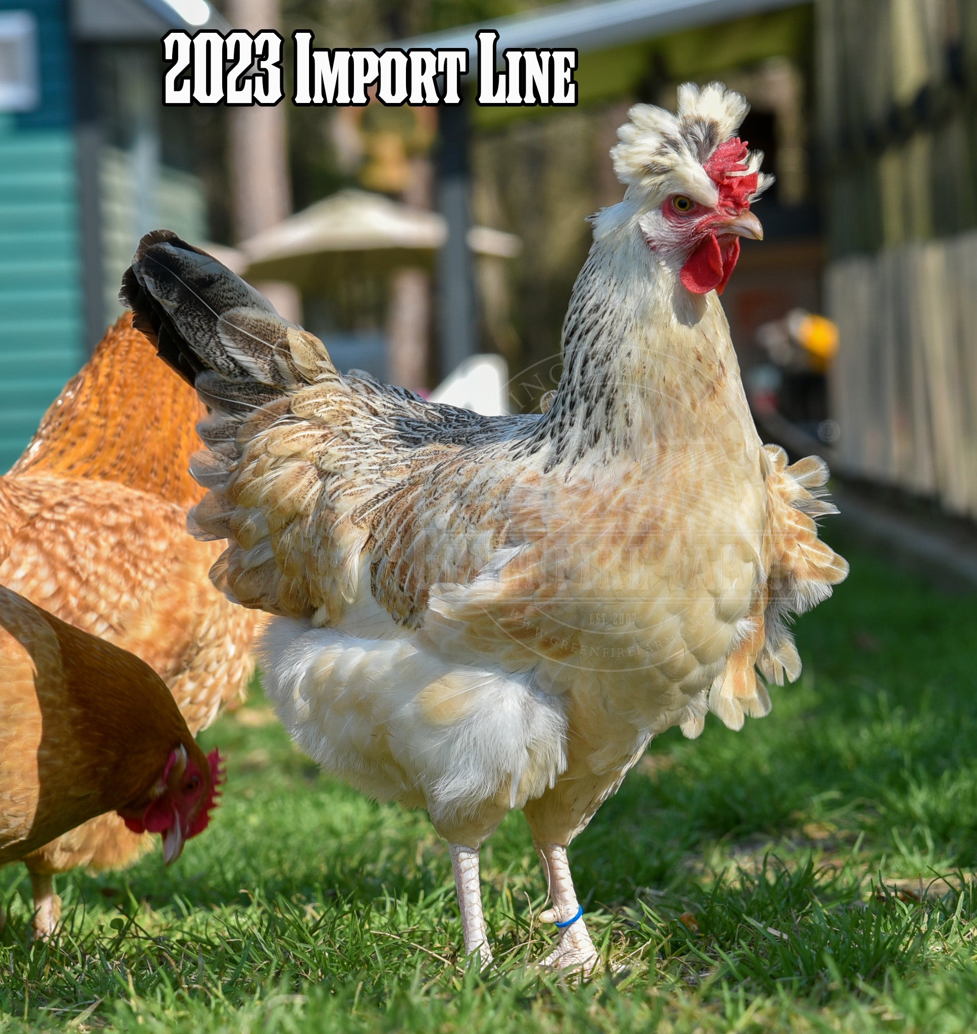 Shetland Hen