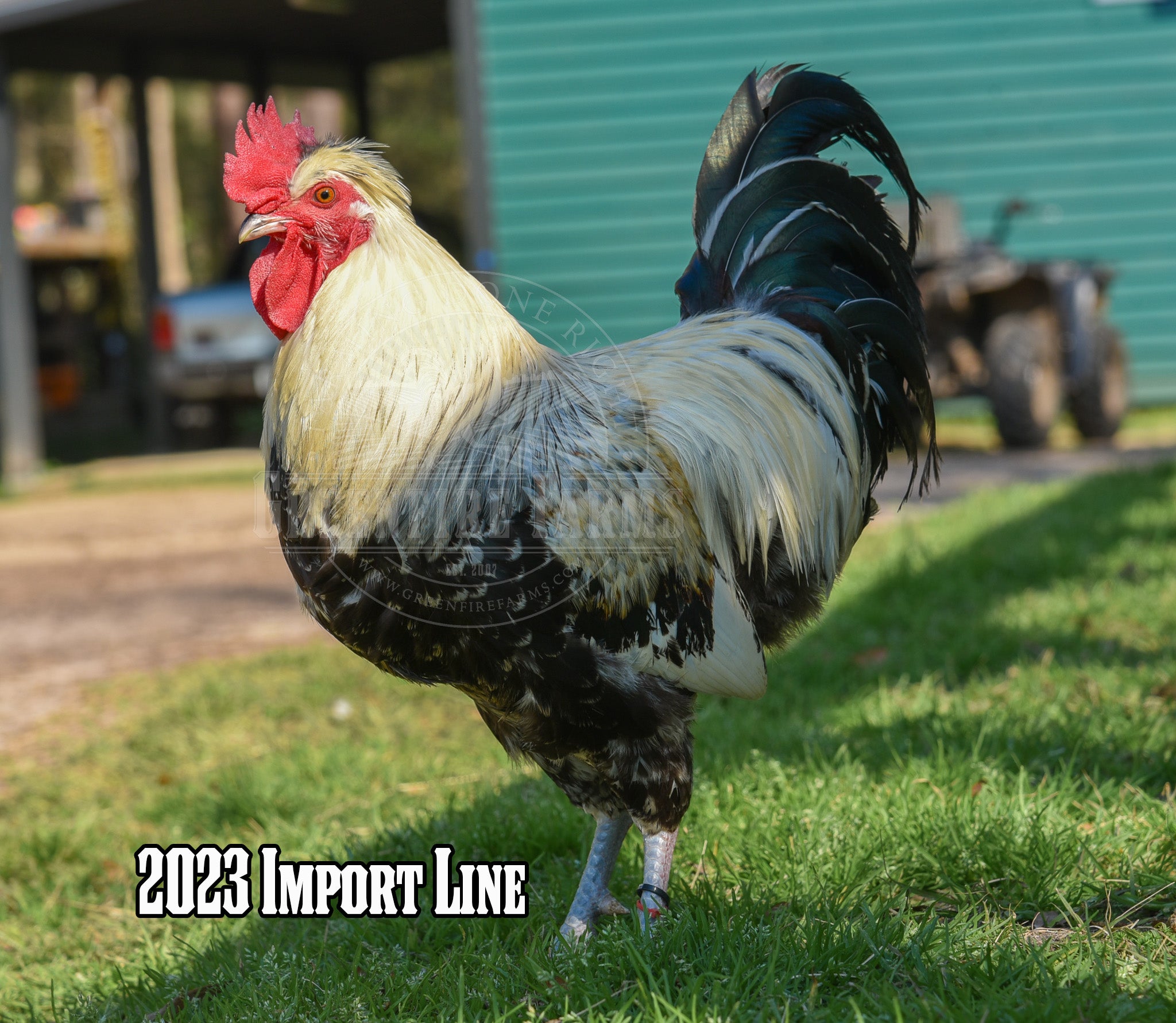 Shetland Hen