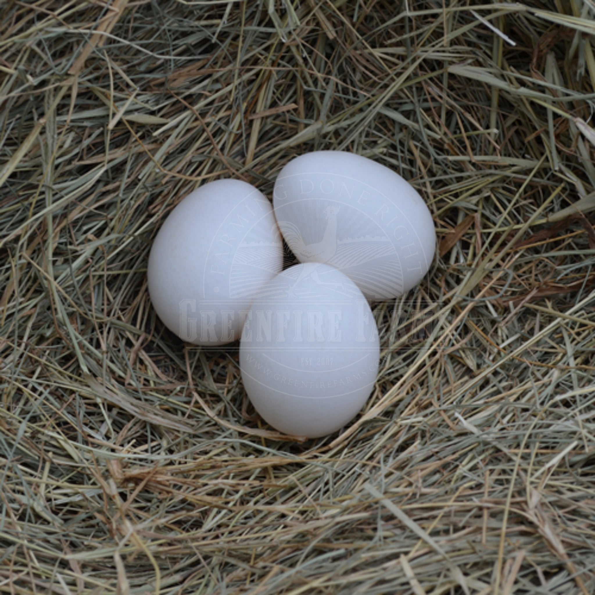 Silver Spitzhauben