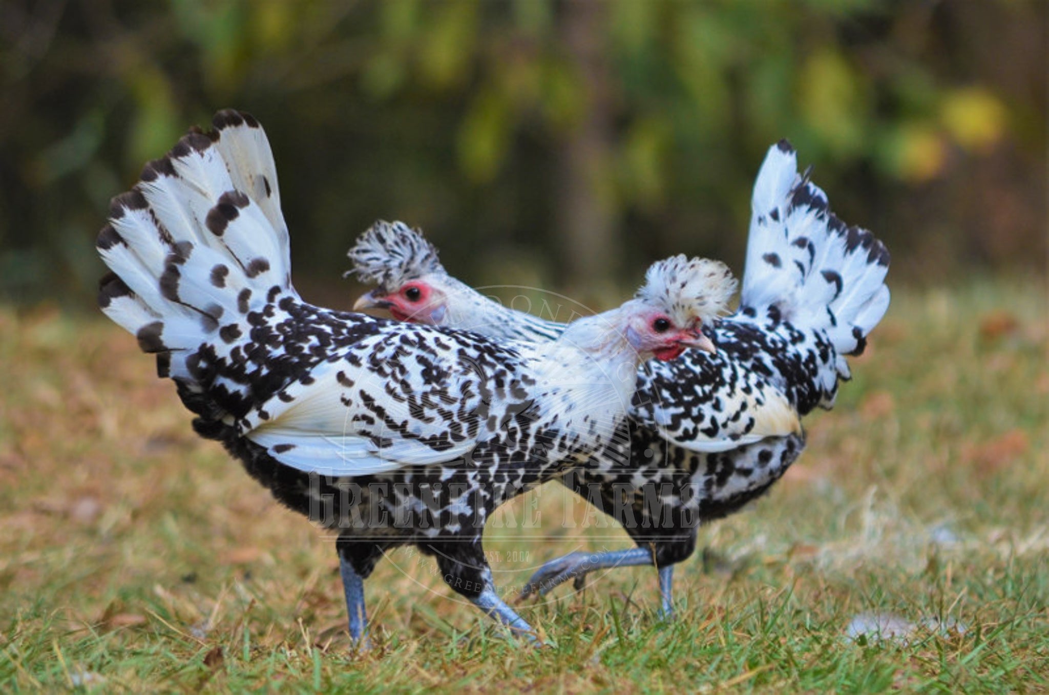Silver Spitzhauben