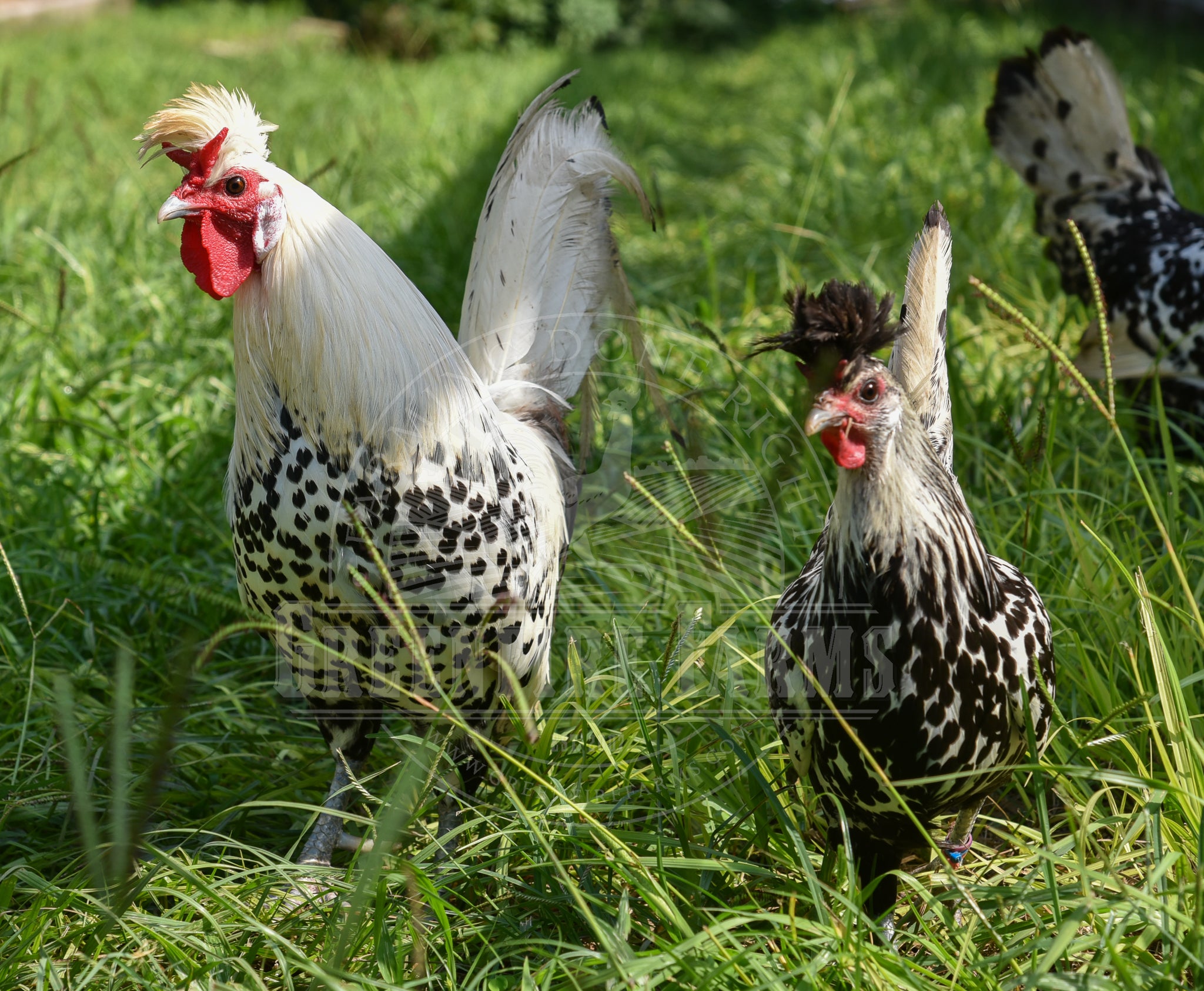 Silver Spitzhauben
