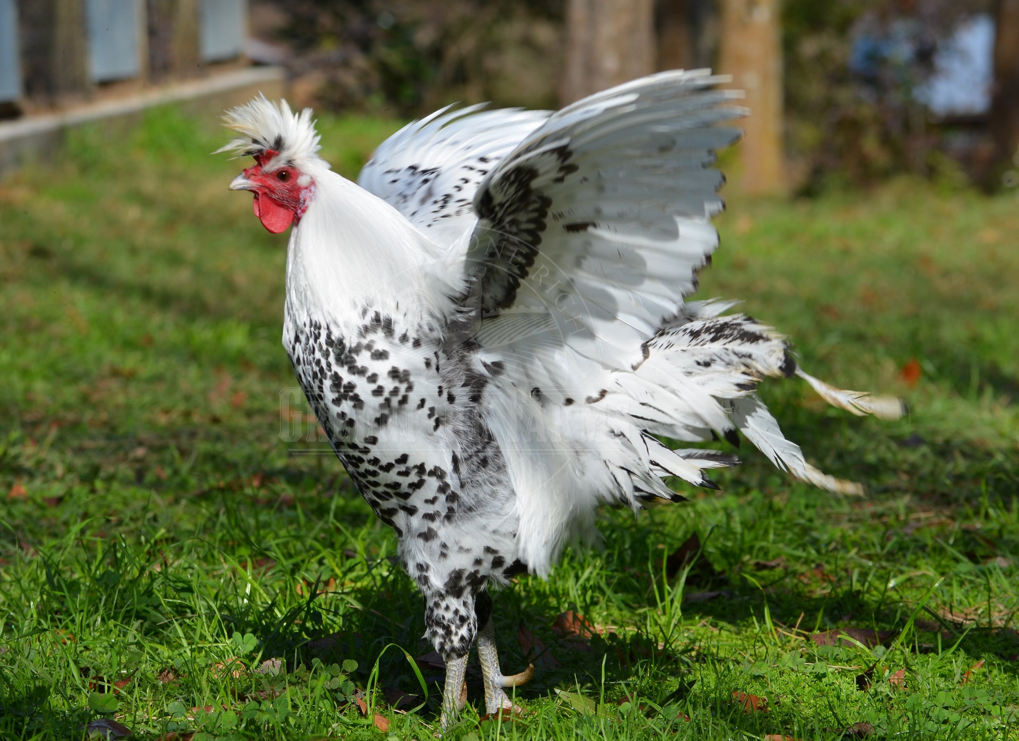 Silver Spitzhauben