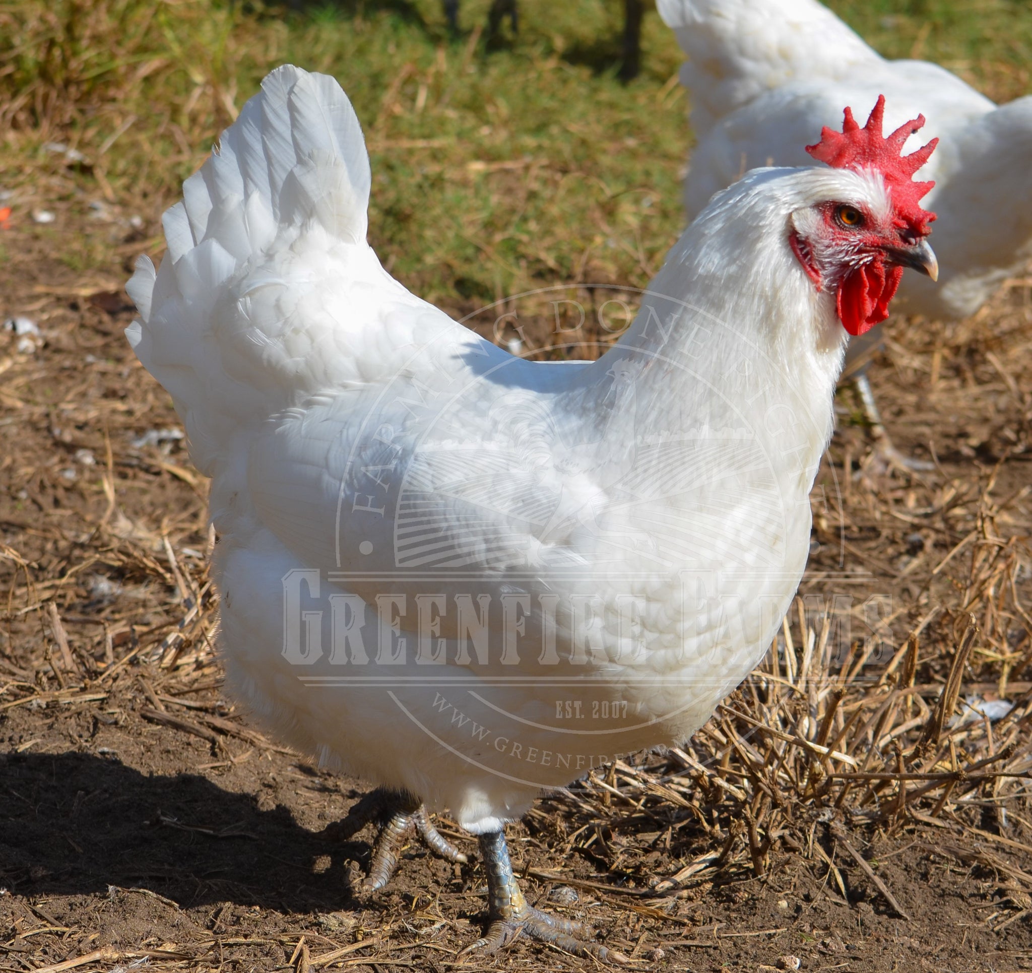 White Bresse