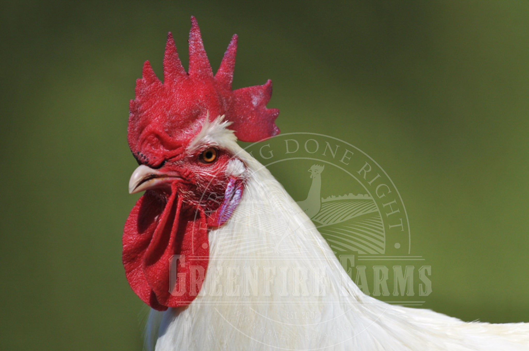 White Bresse