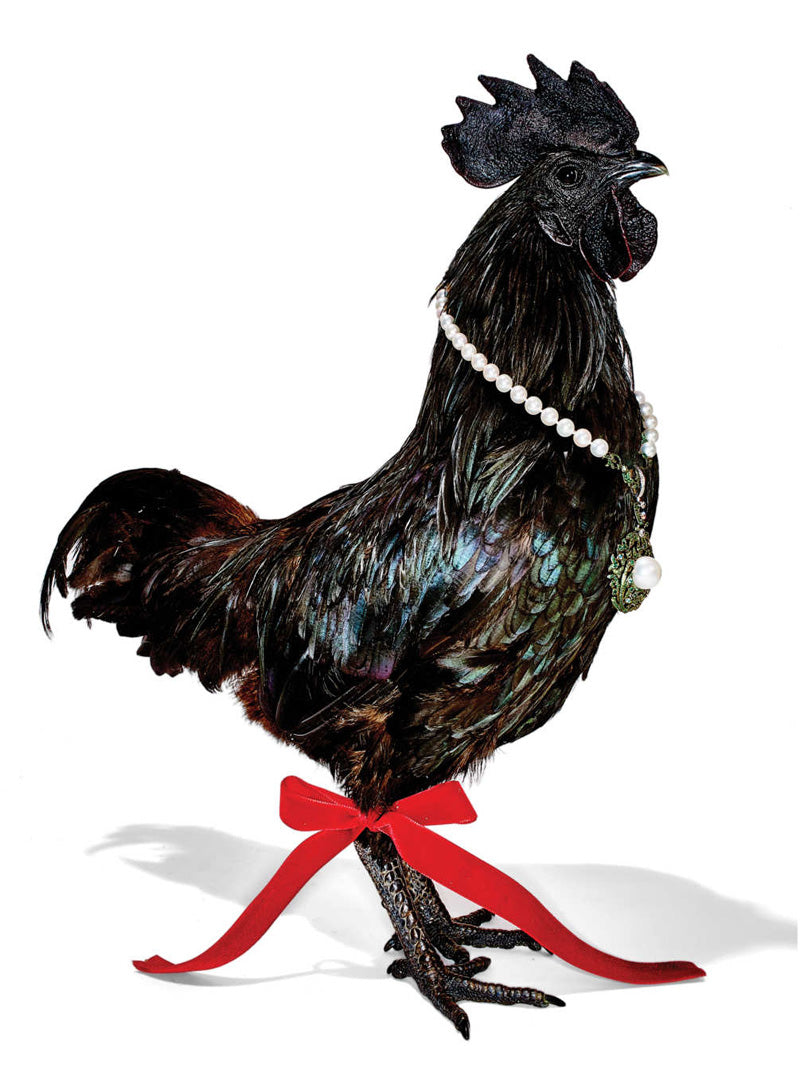 Ayam Cemani