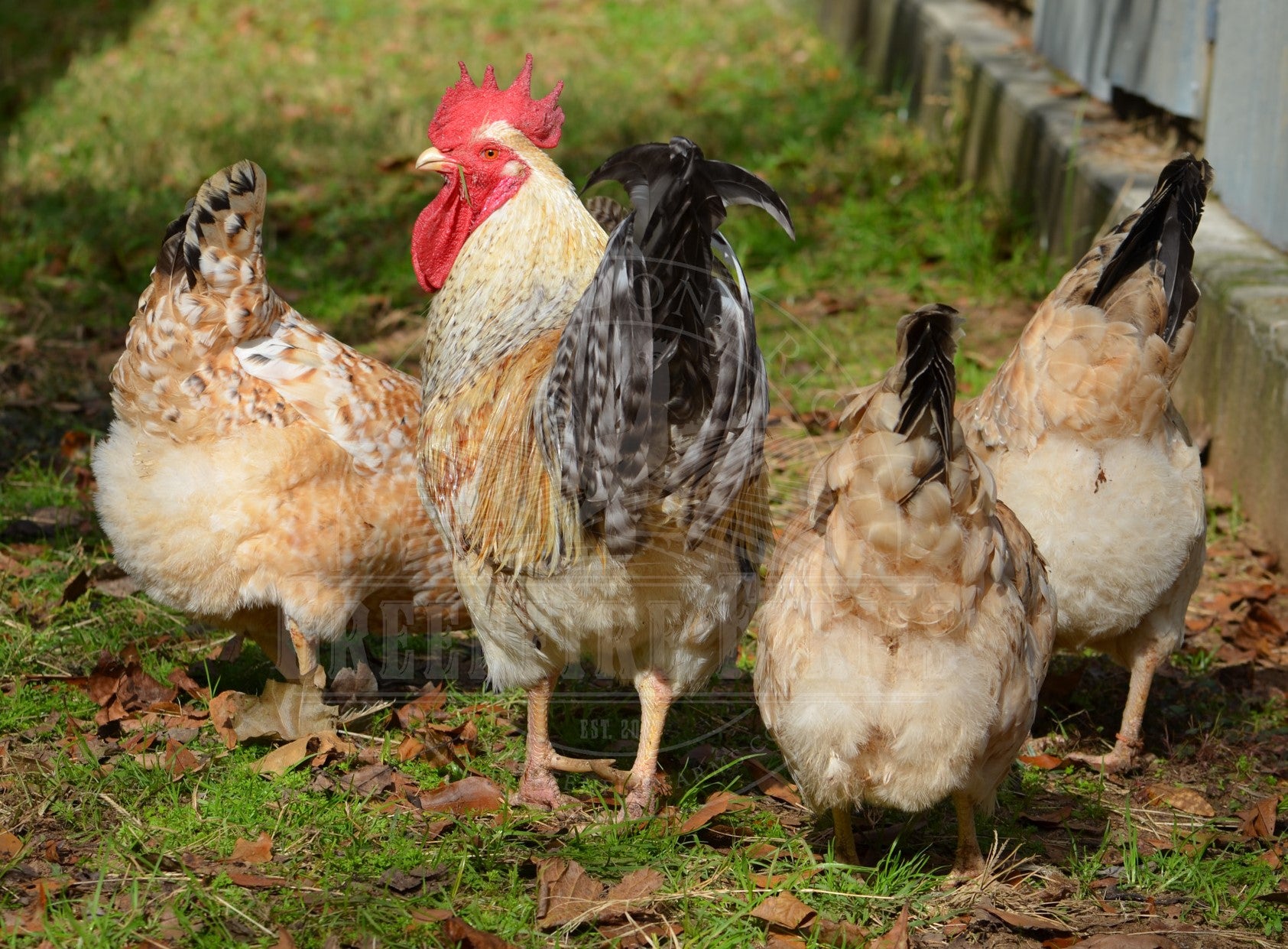Basque Hen
