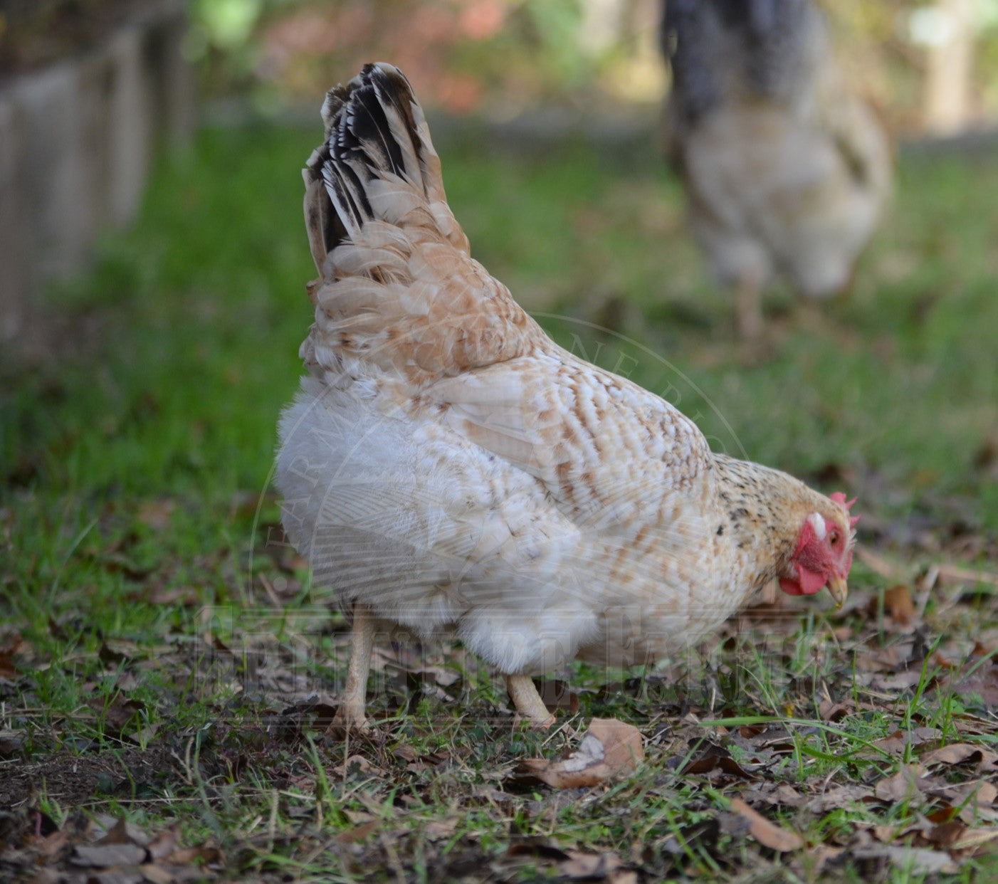 Basque Hen