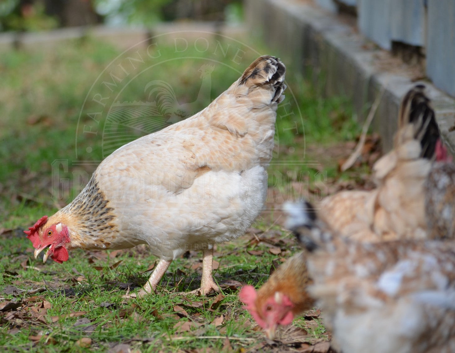 Basque Hen